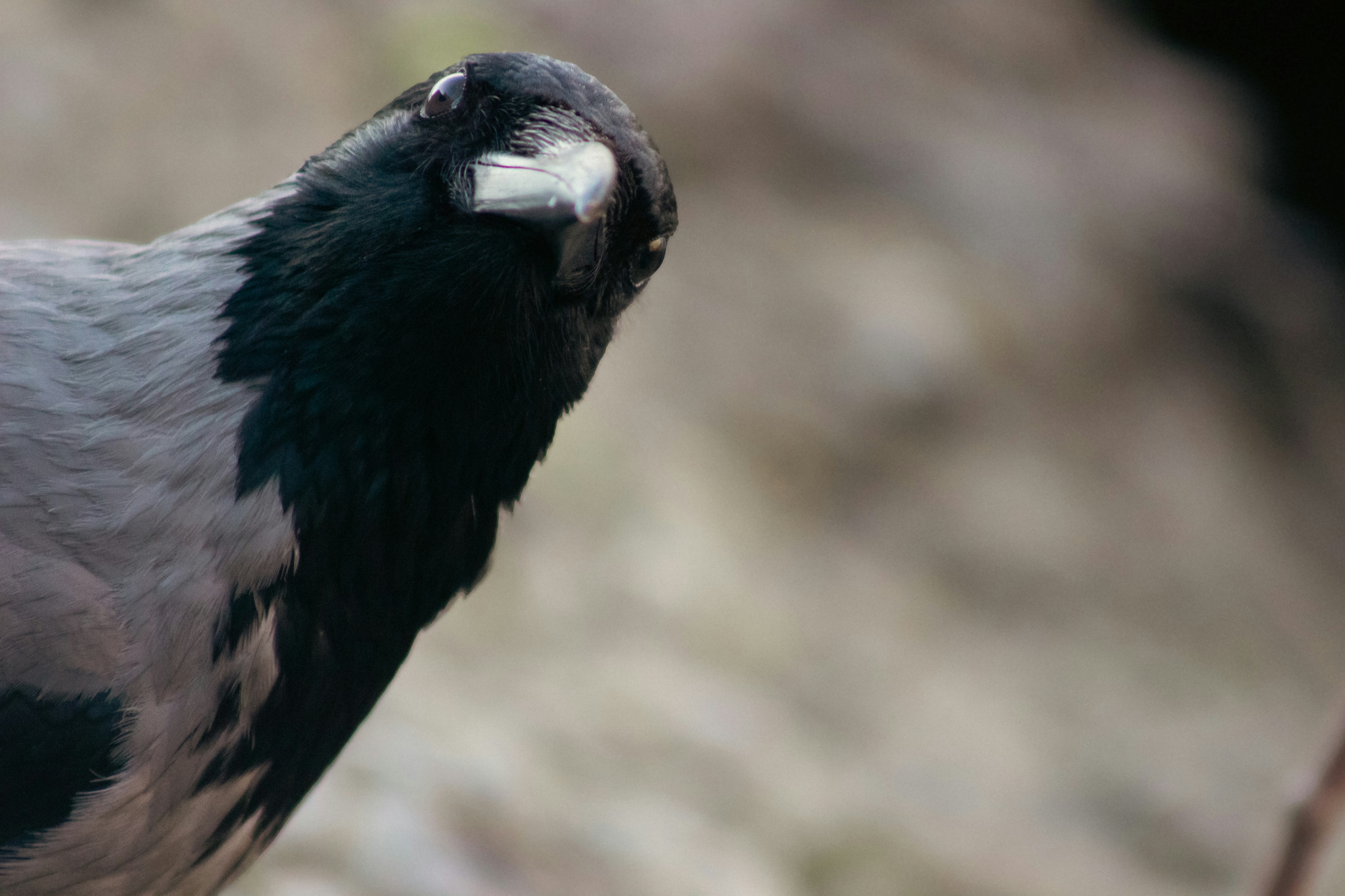 Smartbird Emerges: Allbirds Pivots to AI Infrastructure Leadership