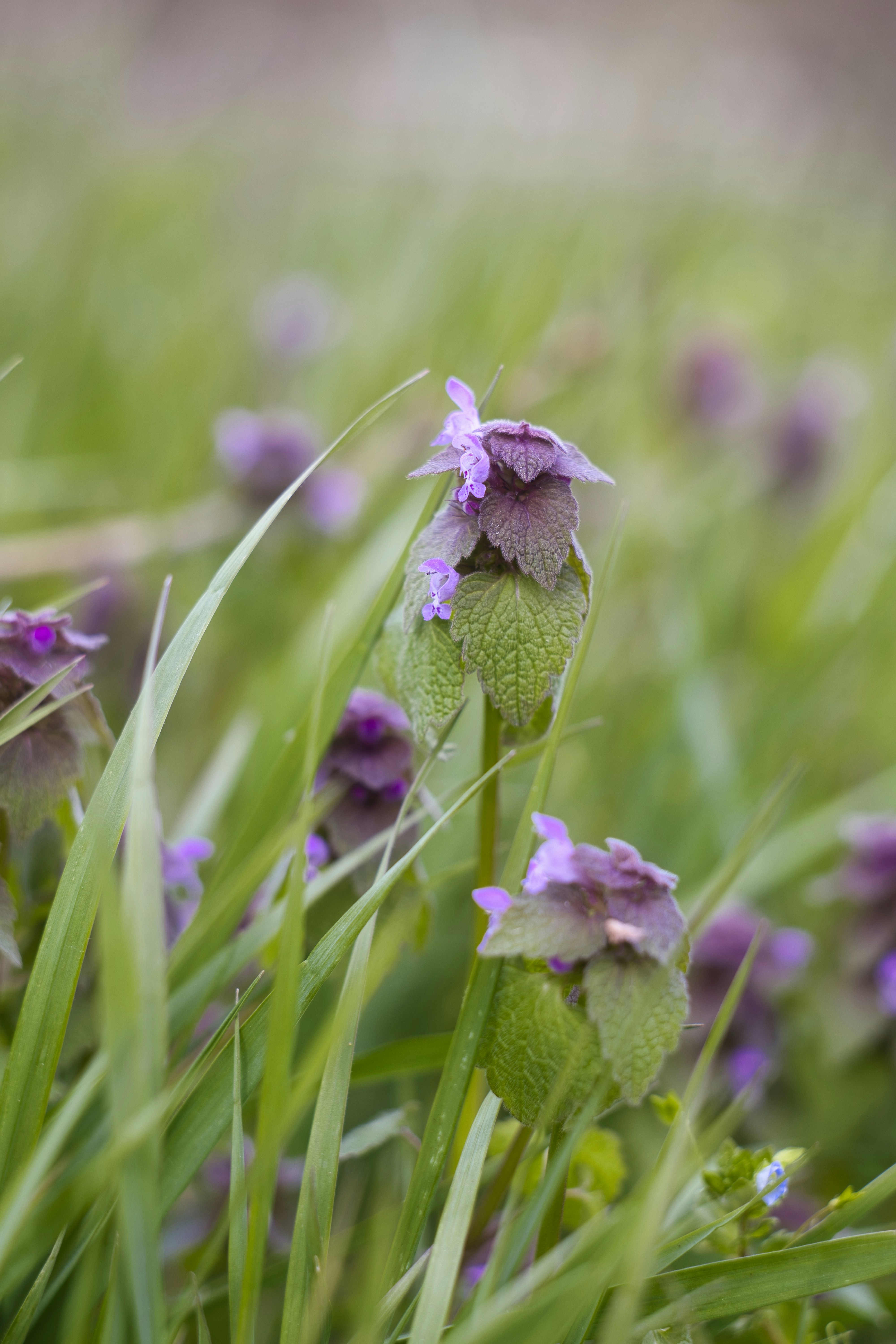 Lila Blumen, die unter grünem Gras blühen