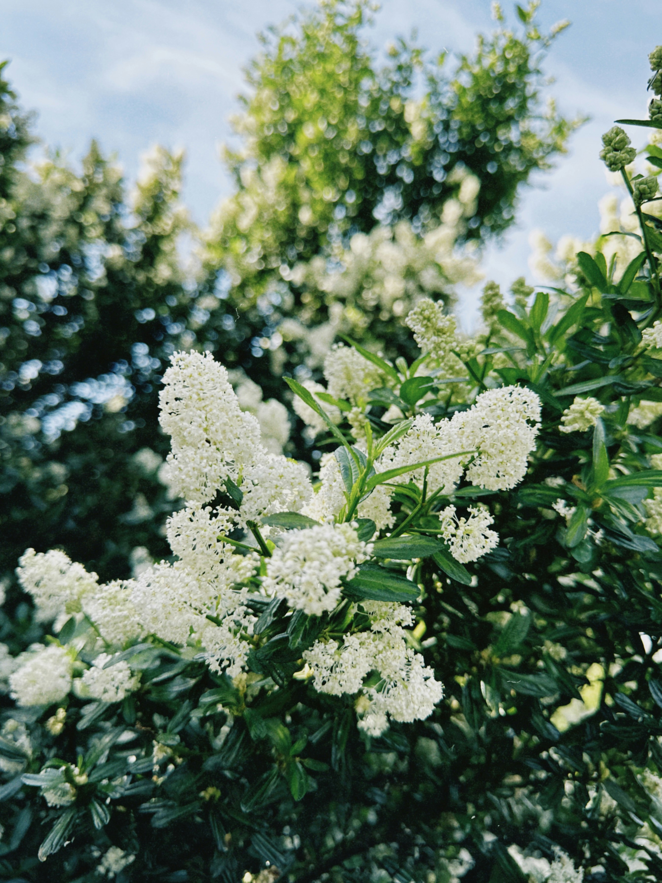 Springtime flowers - 相关推荐