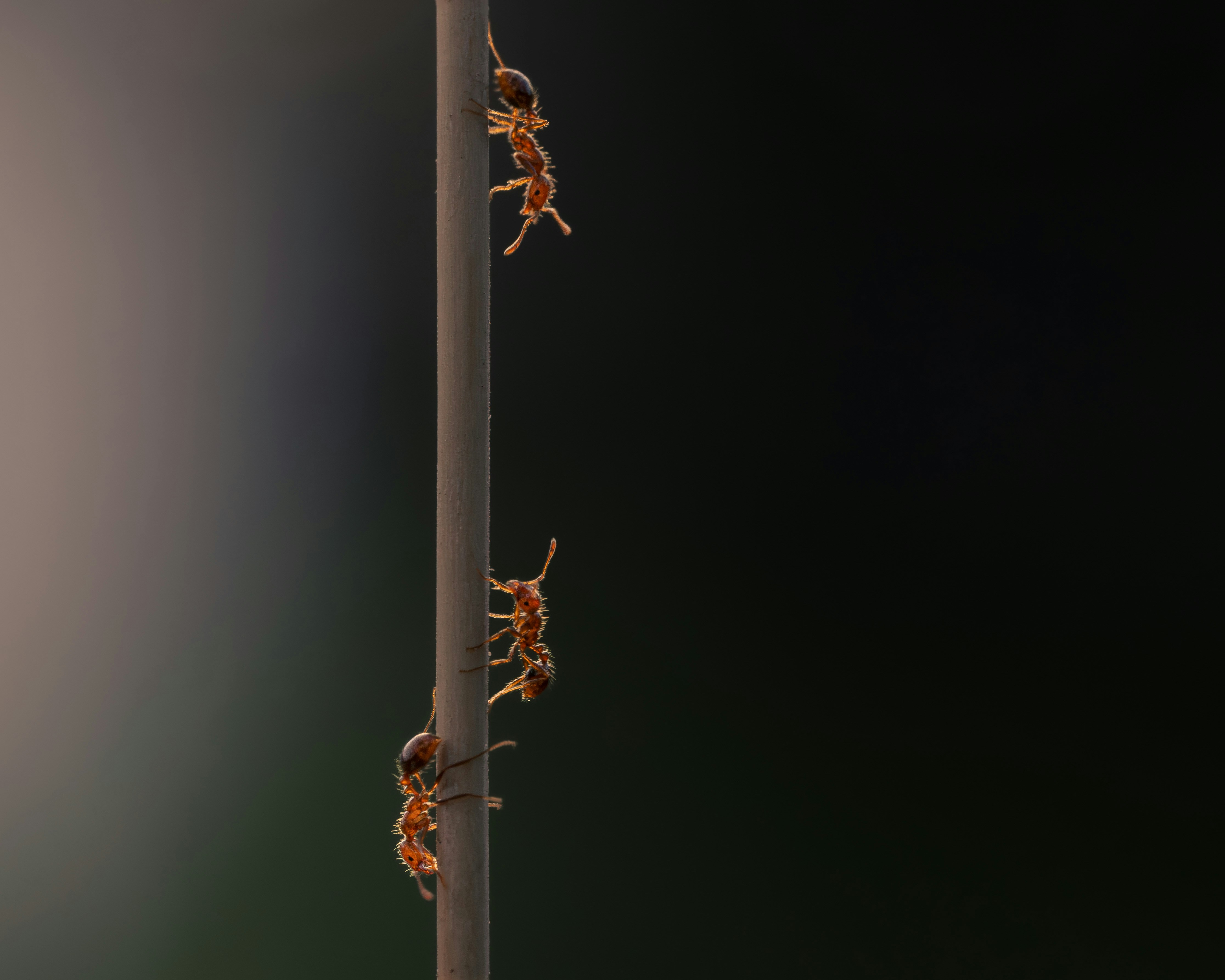 Photo by dkoplyk