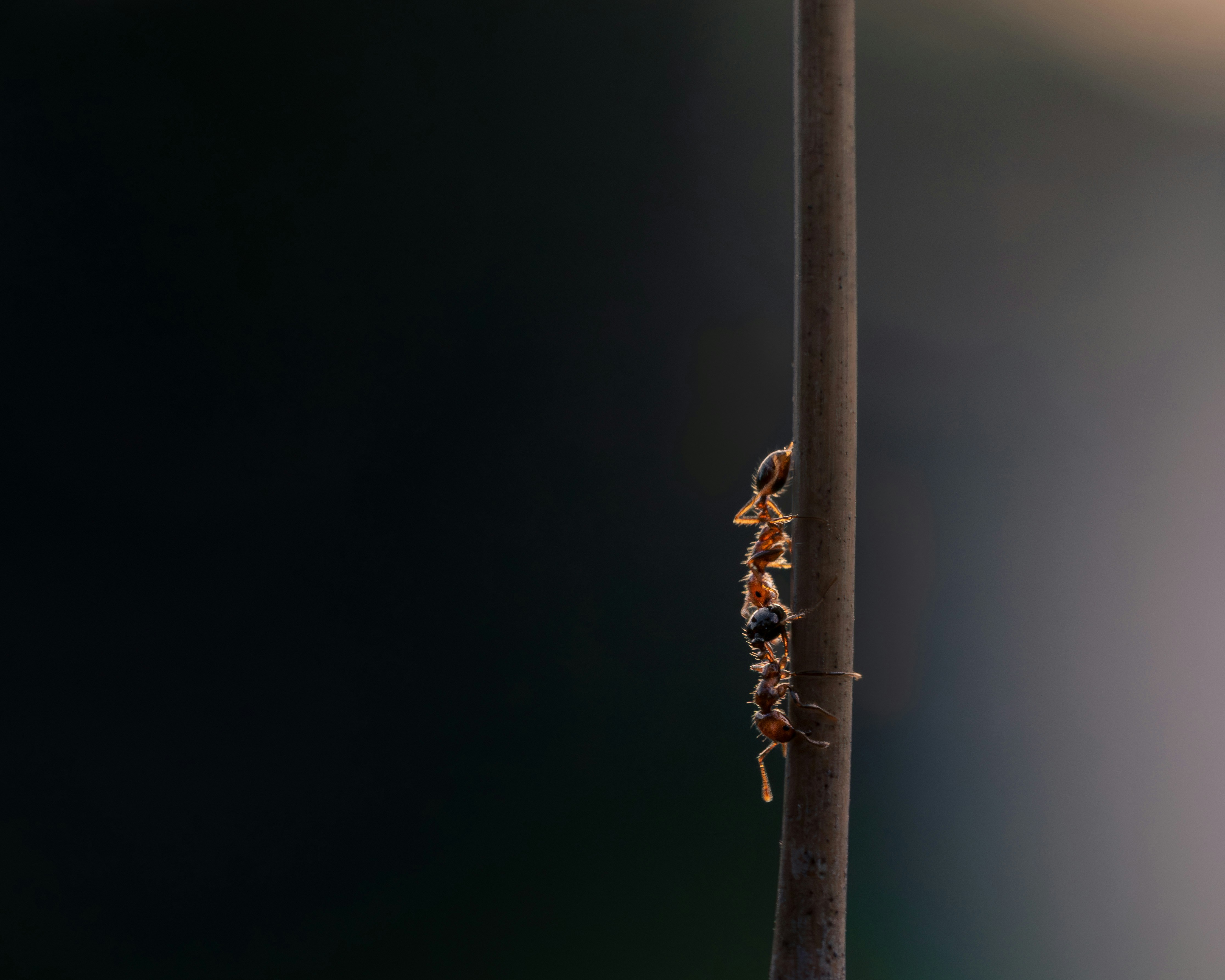 Photo by dkoplyk