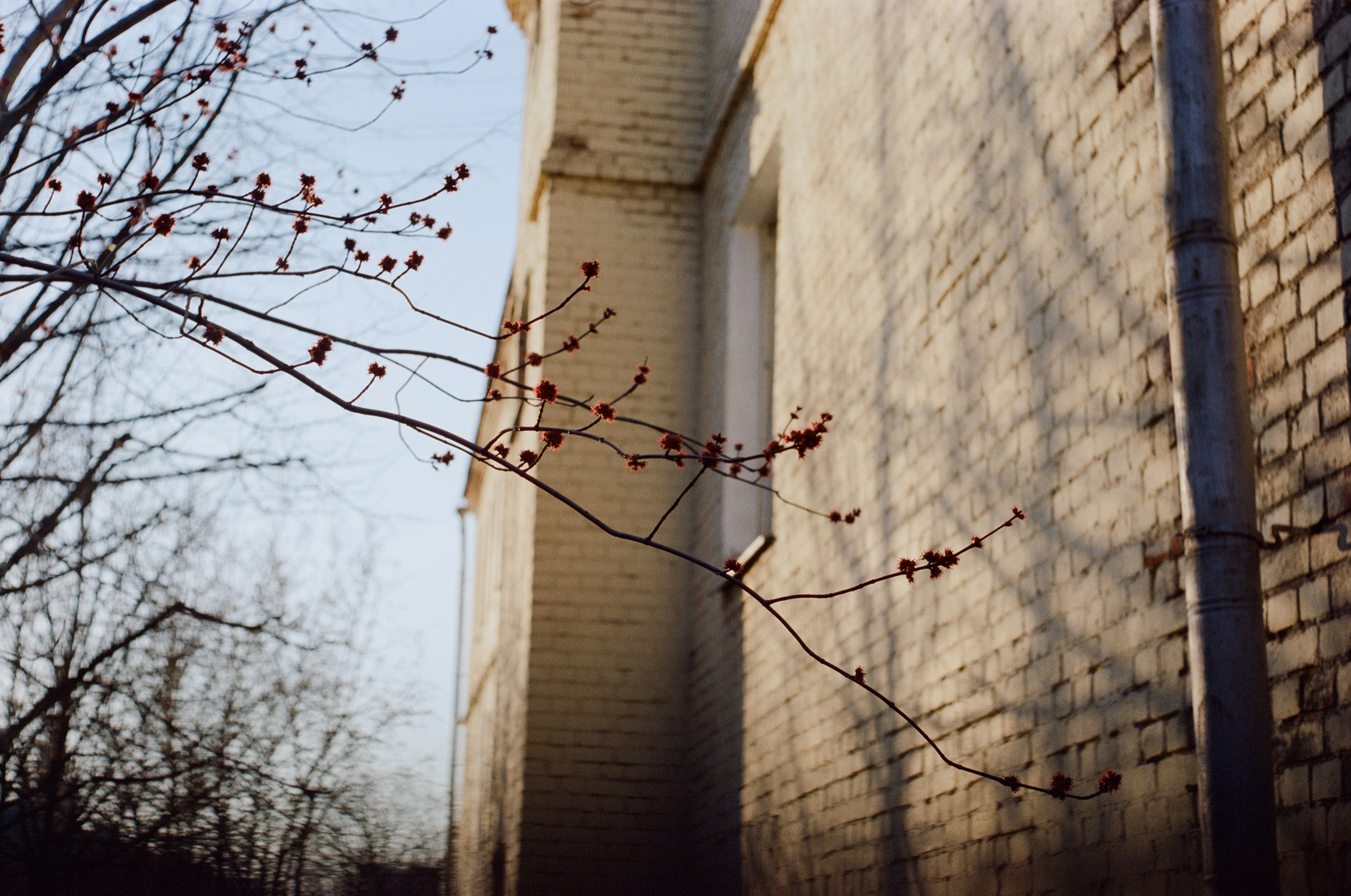 Bare tree branches with buds against brick wall.