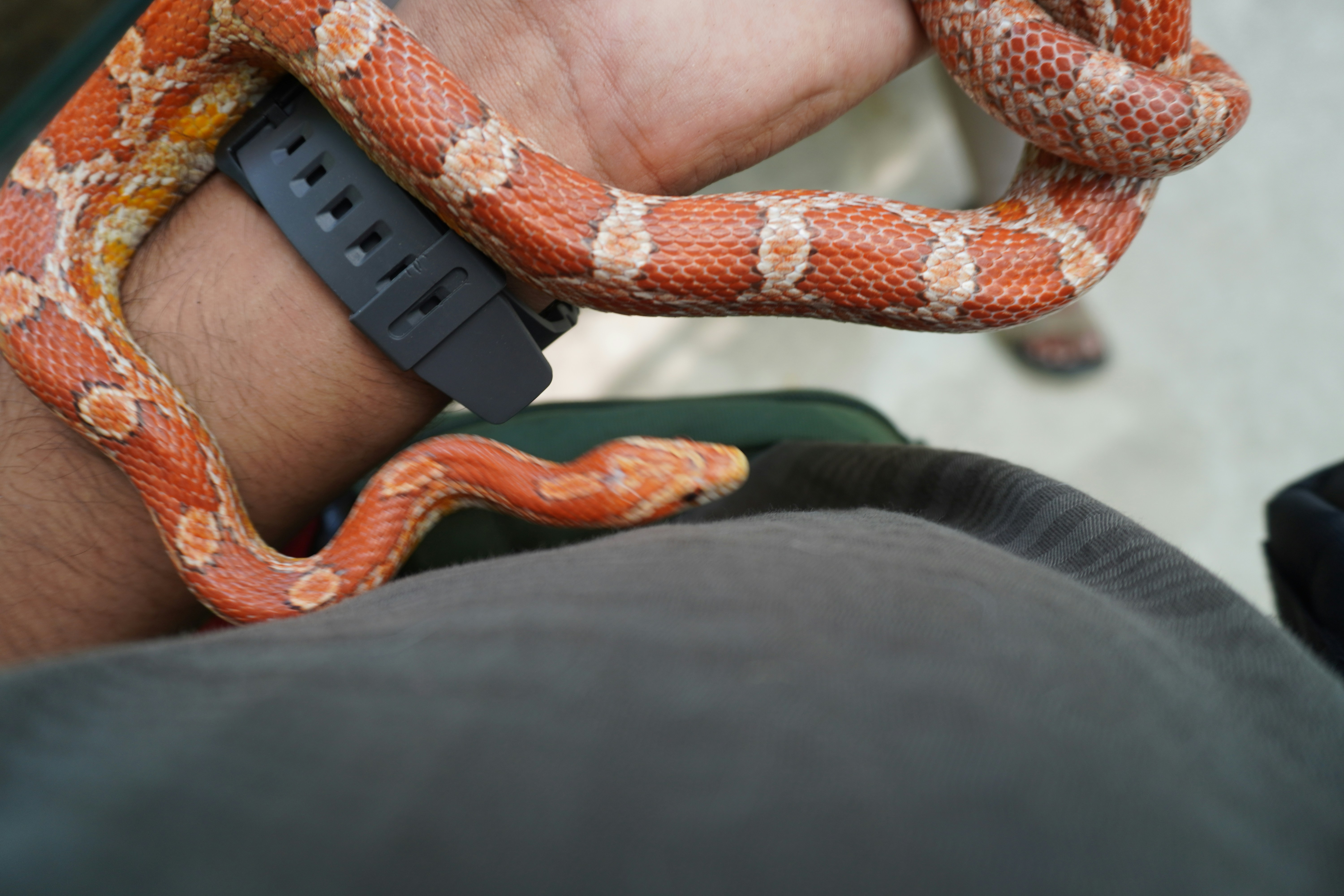A person holding a small orange and white snake. (Photo by Dhruv Pulipaka on Unsplash)