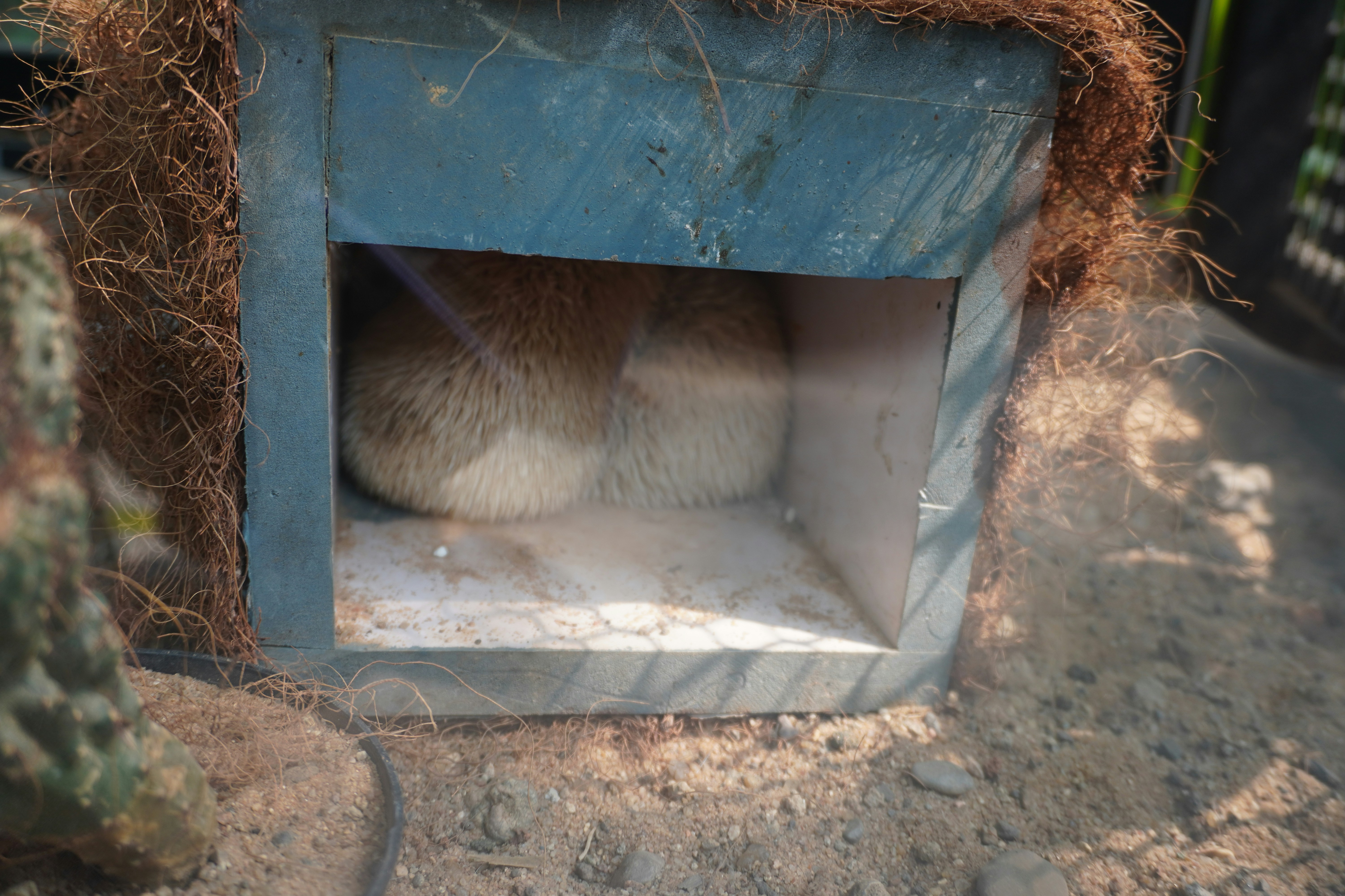Deux hérissons dormant dans une petite maison bleue