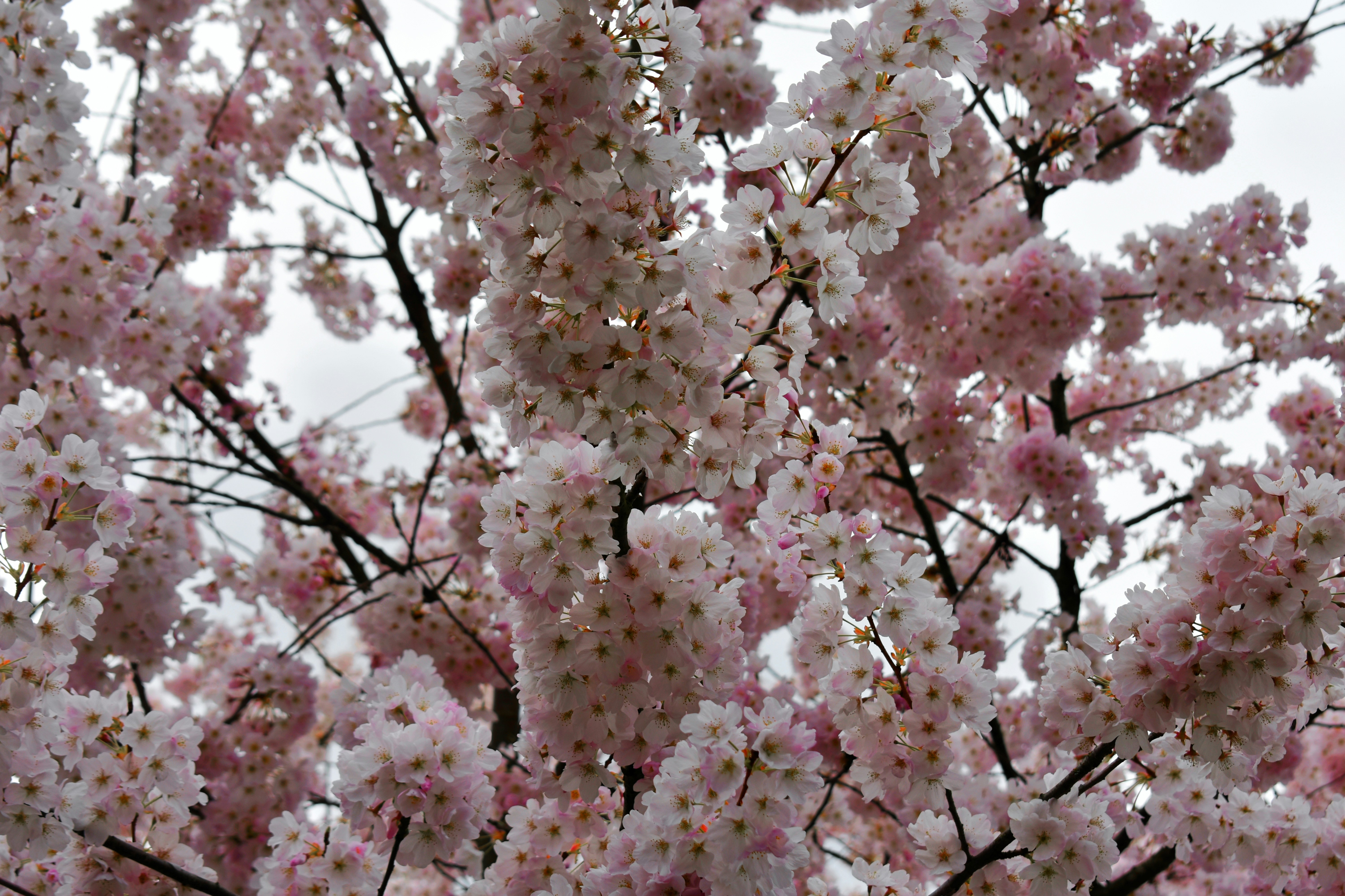 Zarte rosa Kirschblüten blühen auf Ästen.