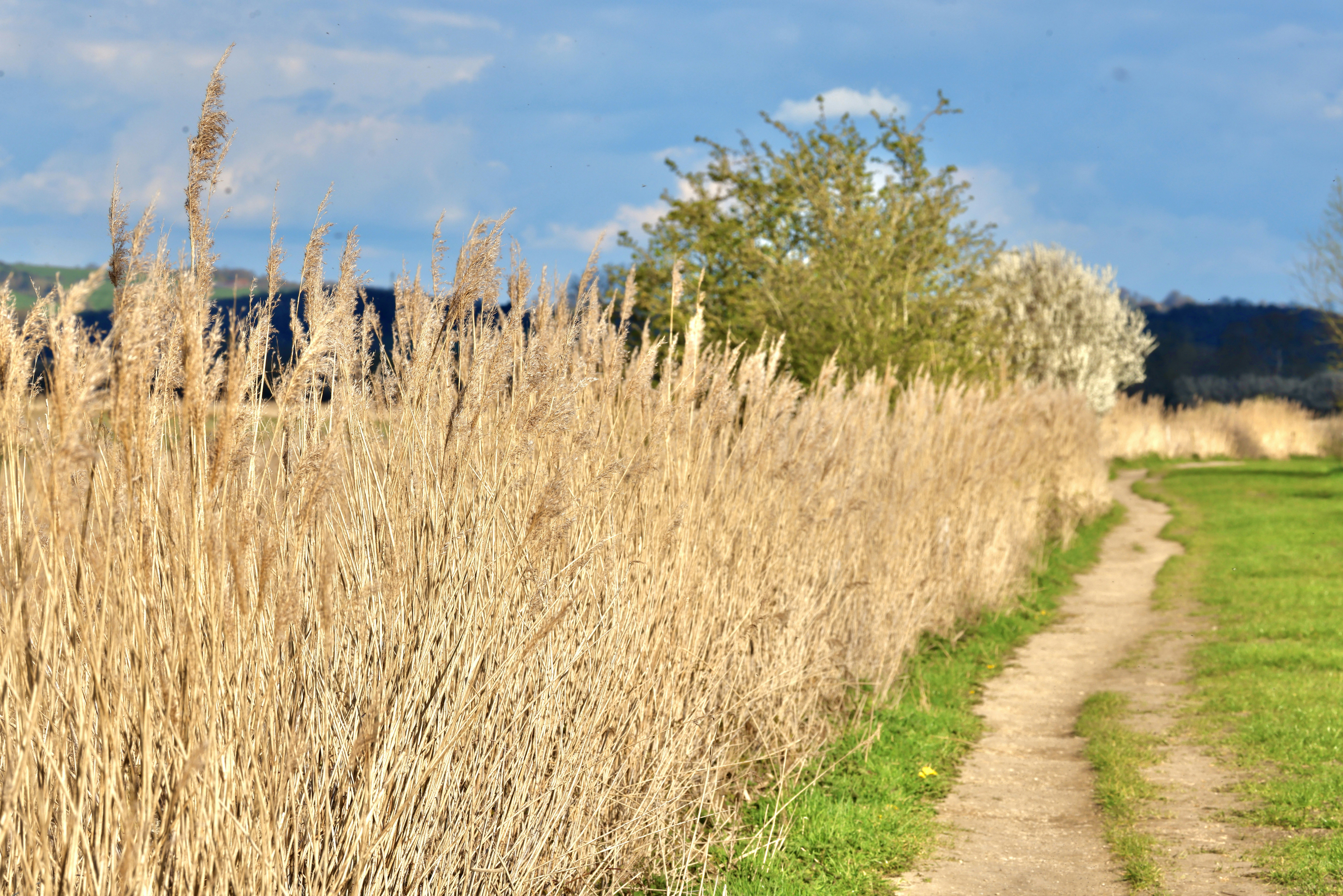Dry grass lines a path through a green field.