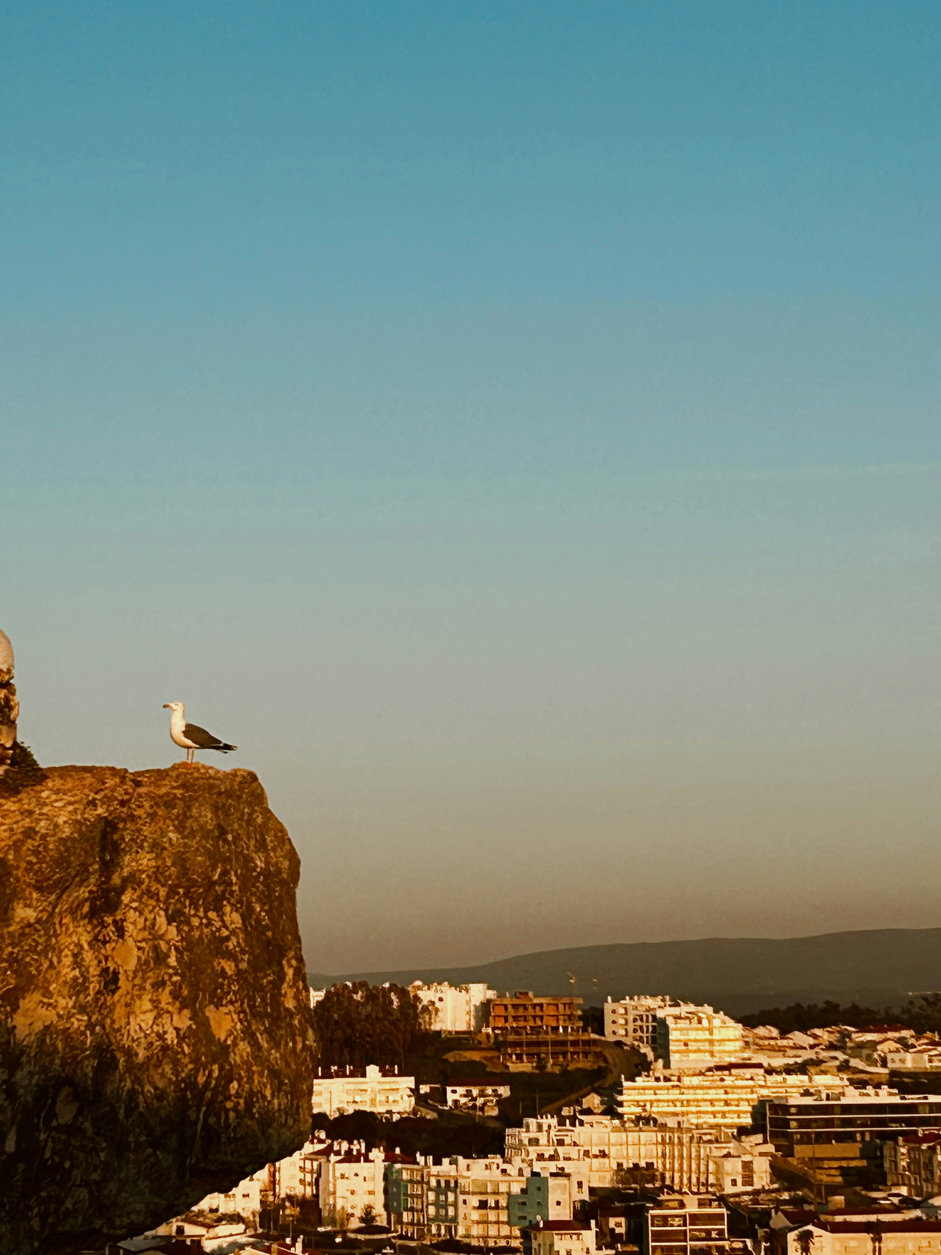 Seagull perched on a rock overlooking a city.