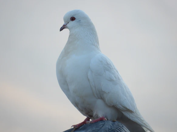 A white dove with red eyes sits perched.