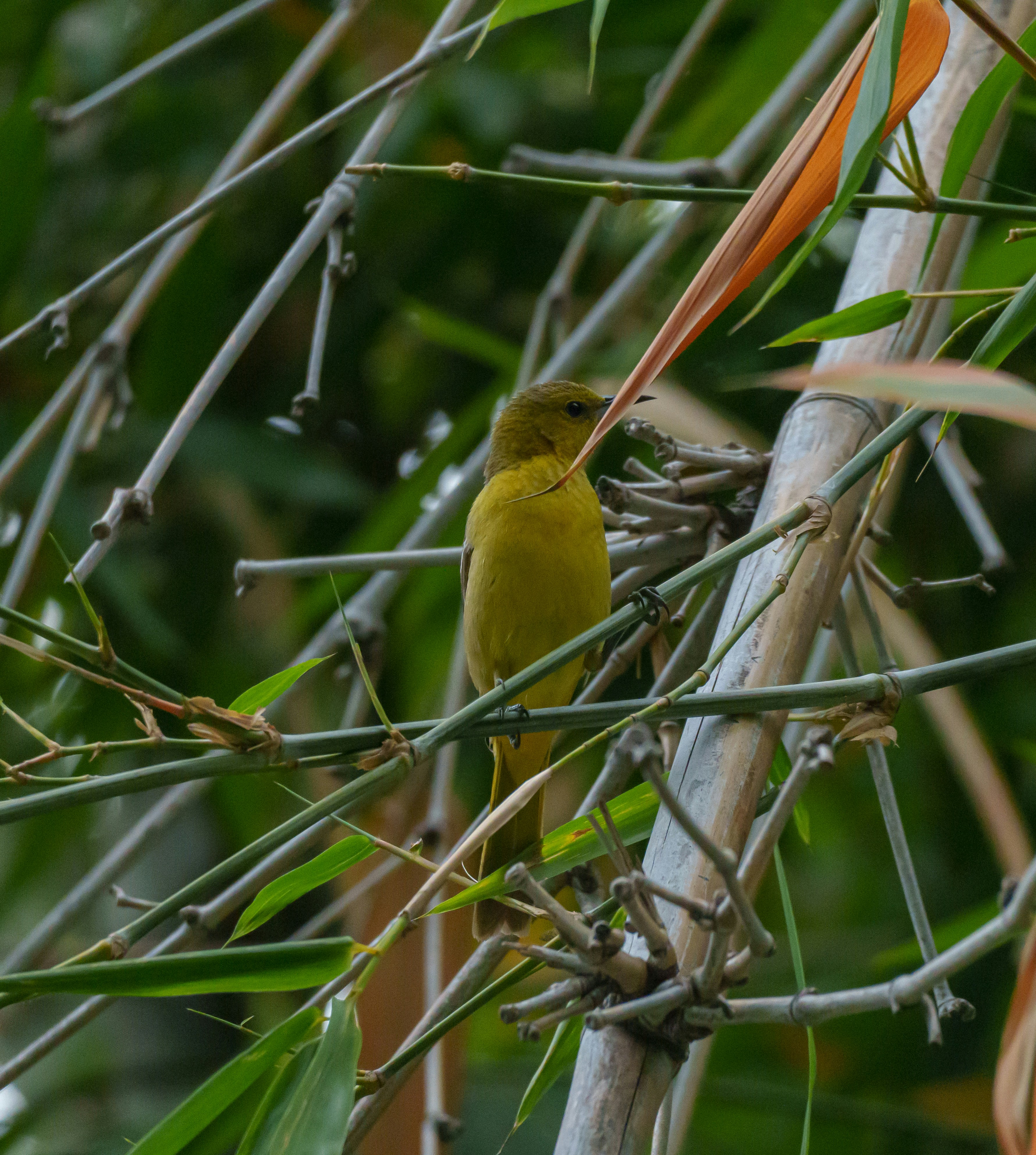 Photo by sizzle_king