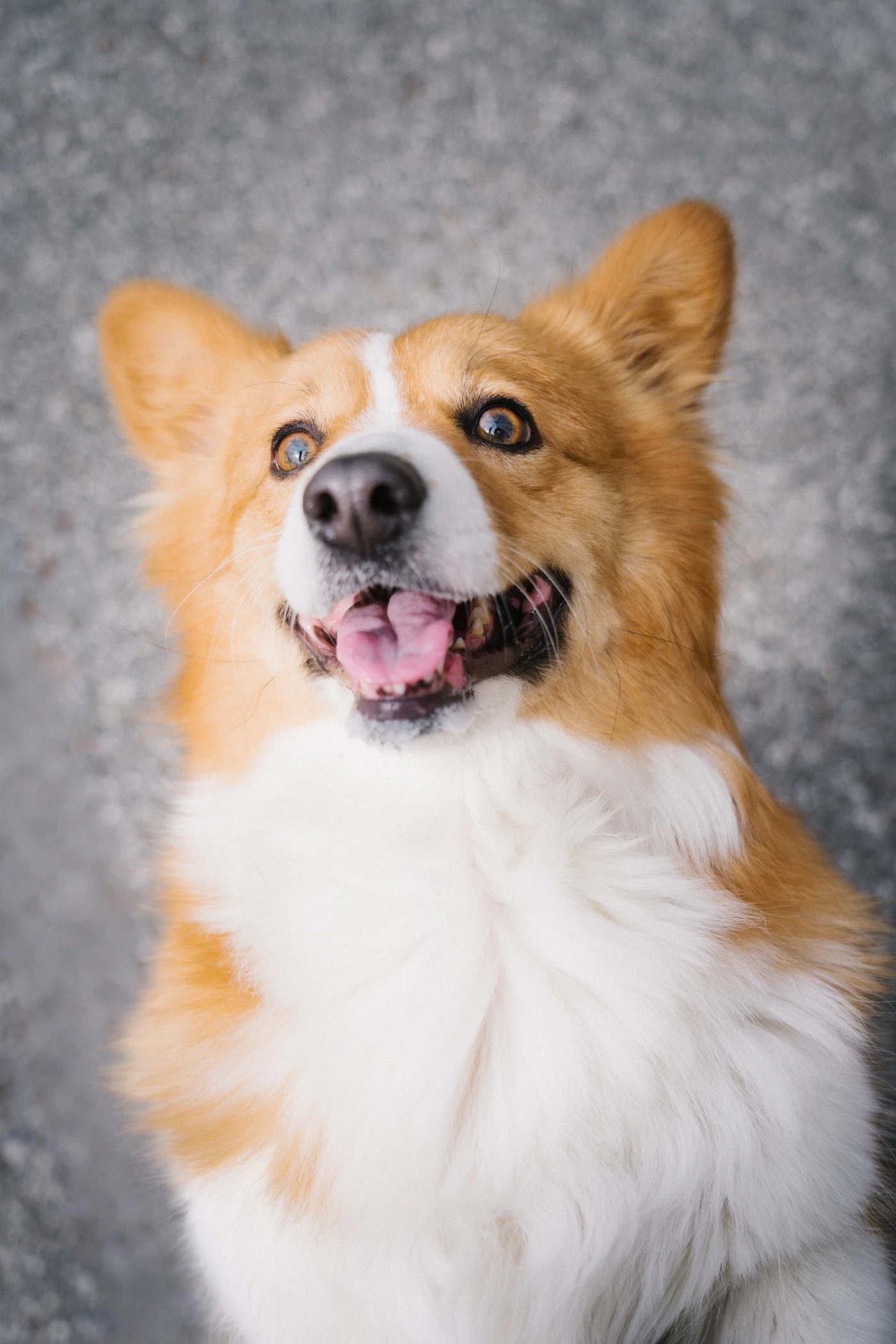 A happy corgi with a white chest and one perked ear looking up brightly at the camera with its tongue out