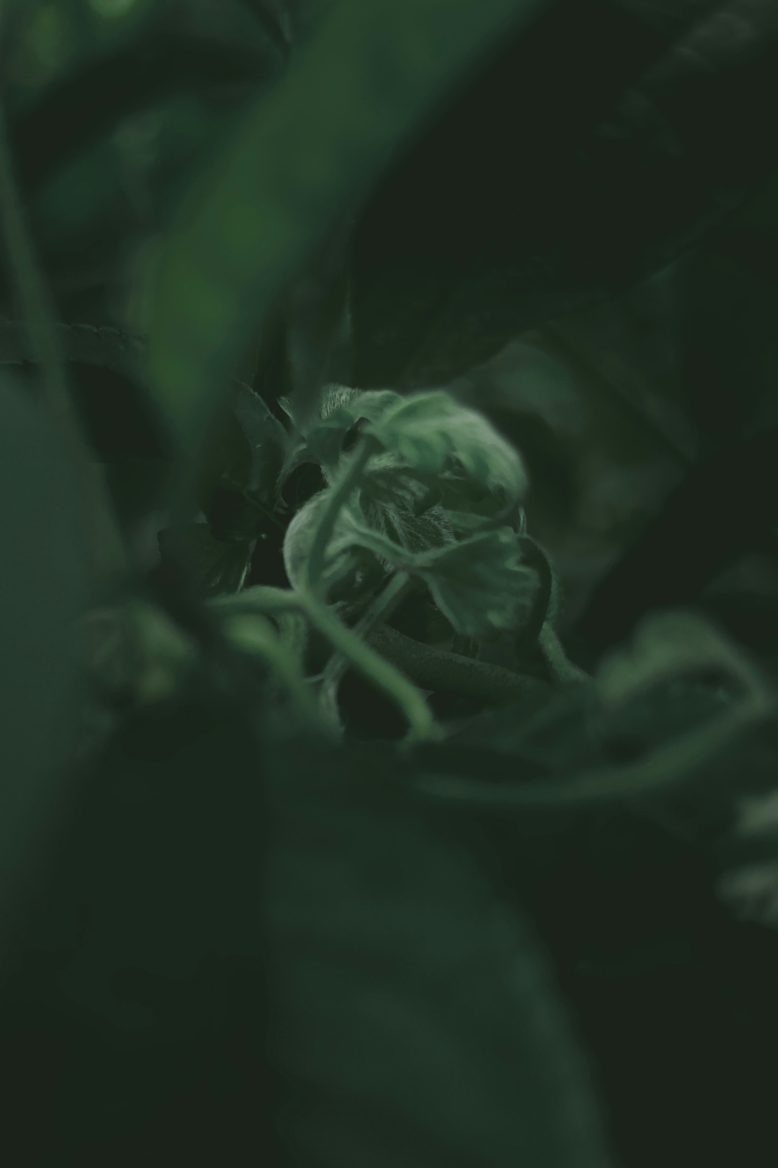 Close-up of dark green leaves and vines.