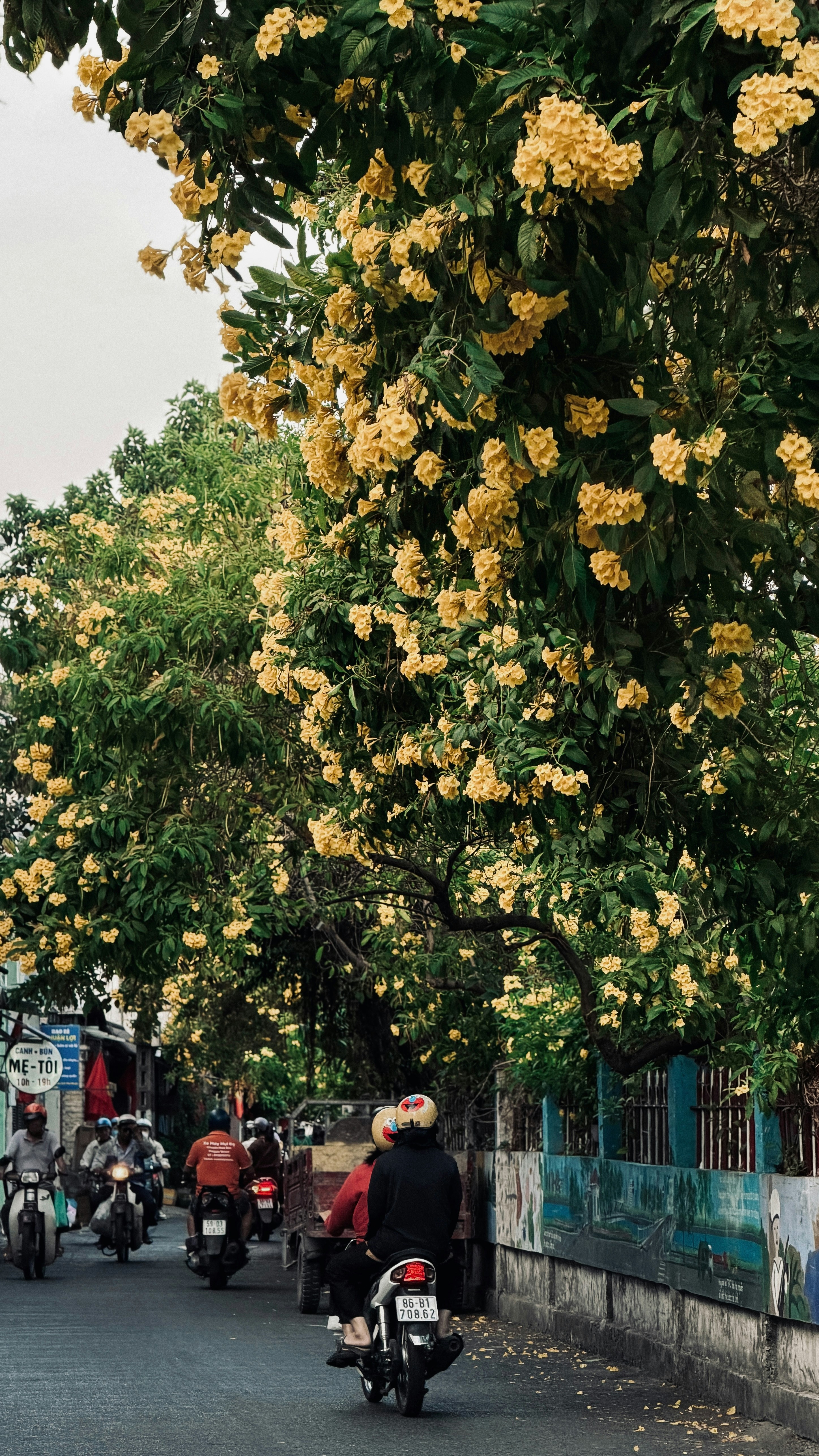 Le moto percorrono una strada fiancheggiata da alberi fioriti.