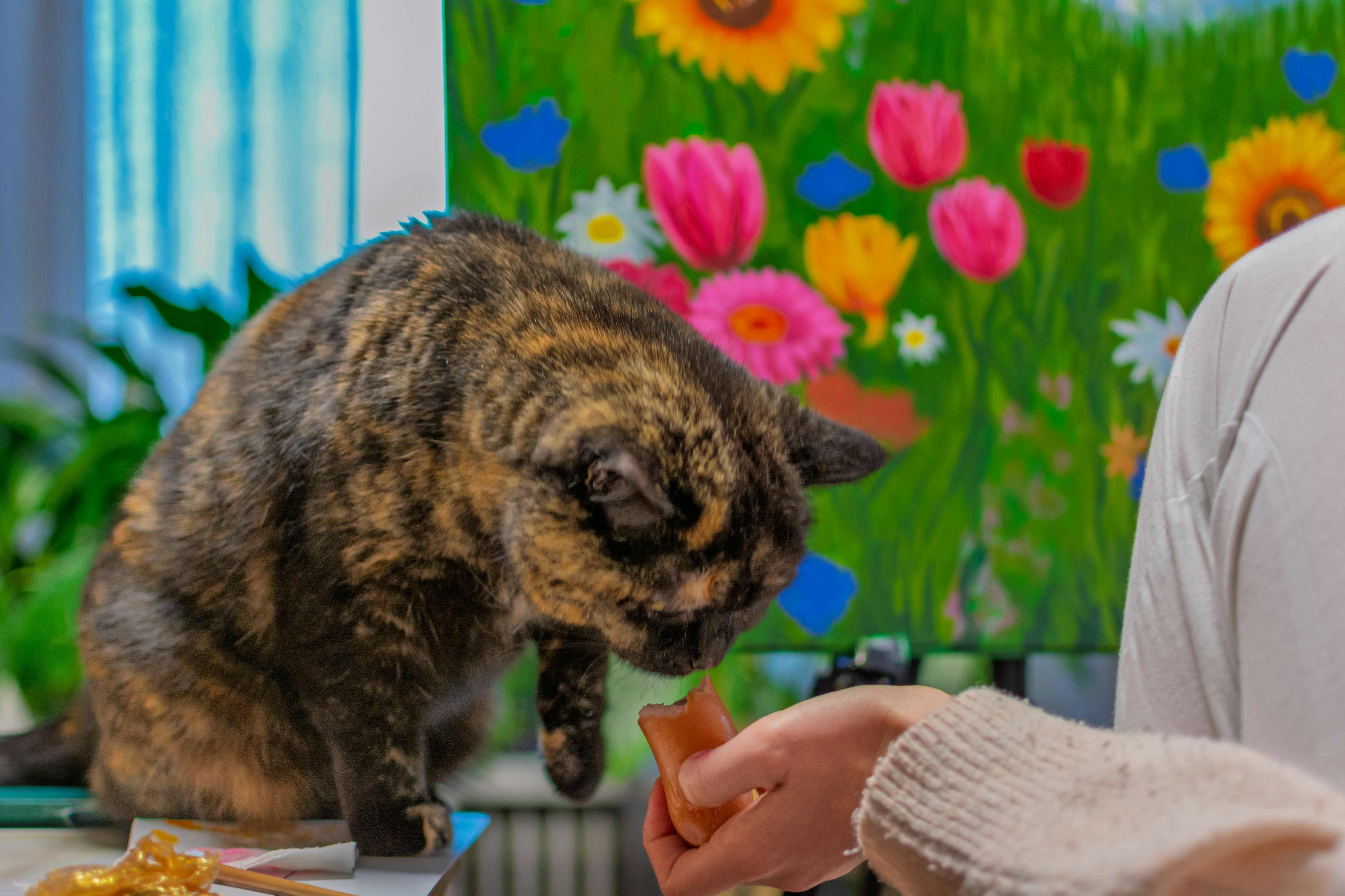 Chat écaille de tortue renifle curieusement une friandise offerte
