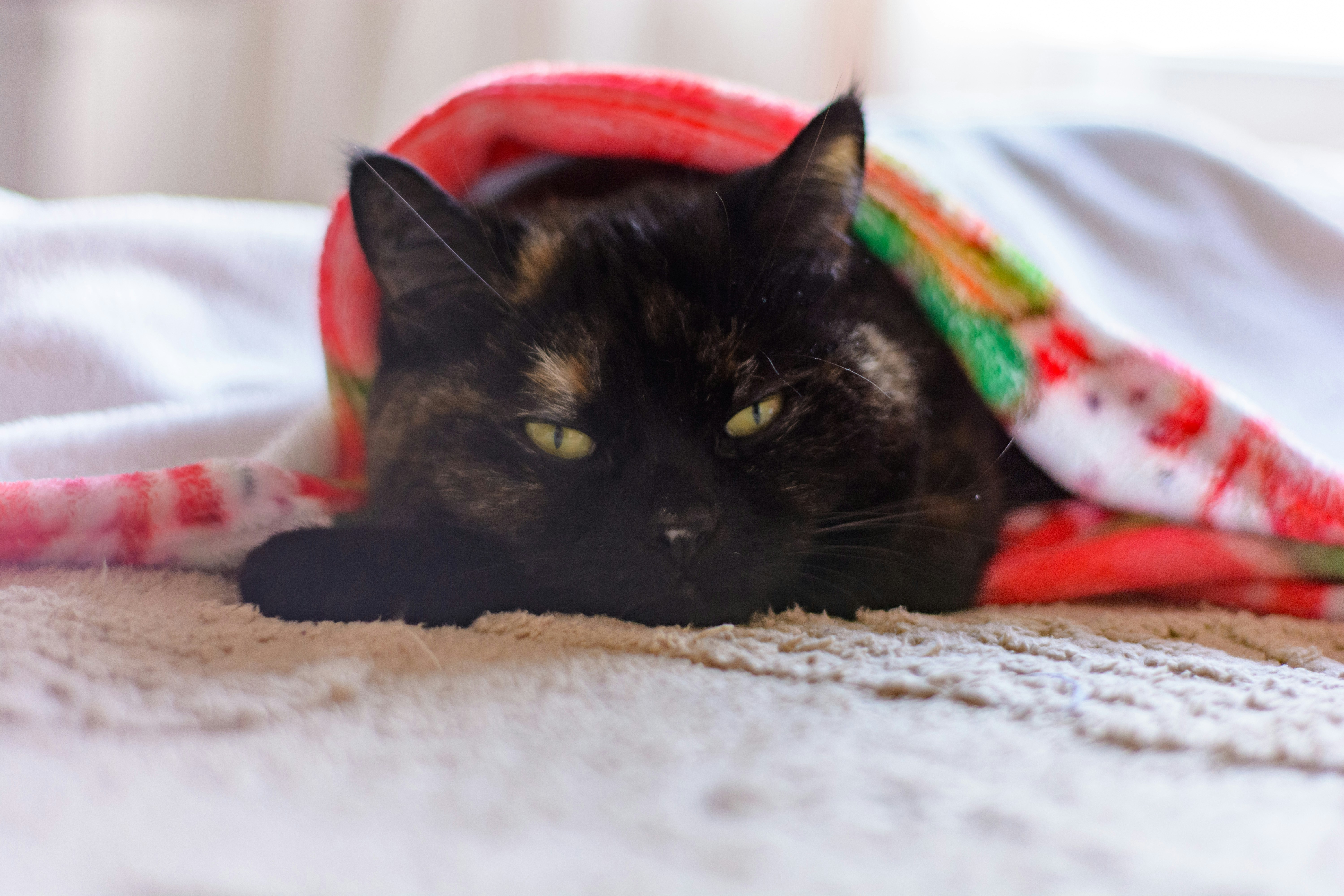 A tortoiseshell cat wrapped in a colorful blanket.