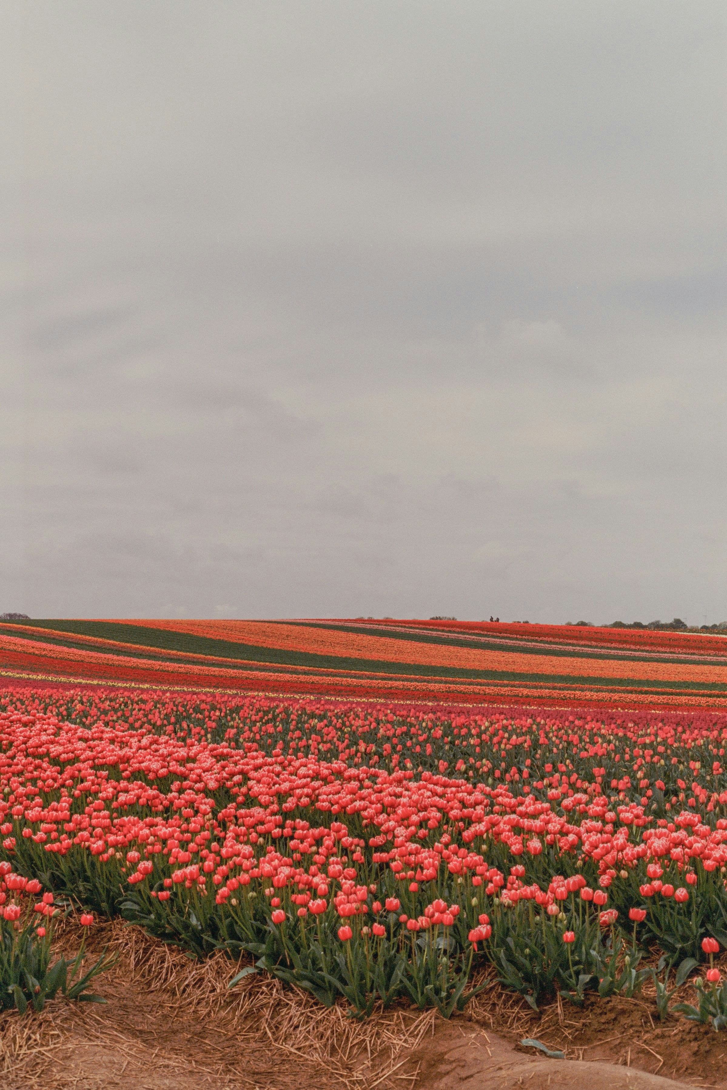 Weites Feld aus rosa Tulpen unter einem wolkigen Himmel