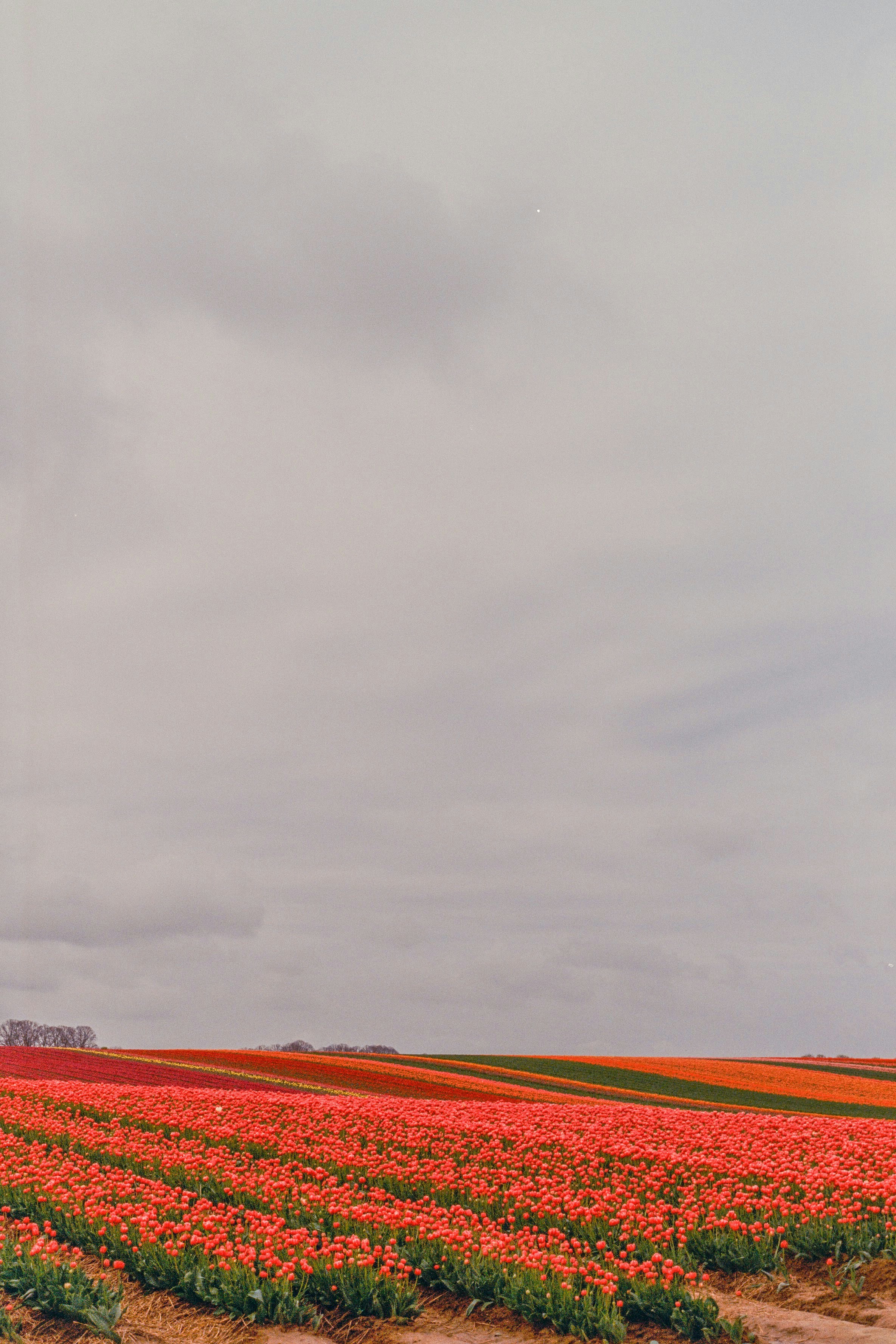Weites Feld roter Tulpen unter einem wolkigen Himmel