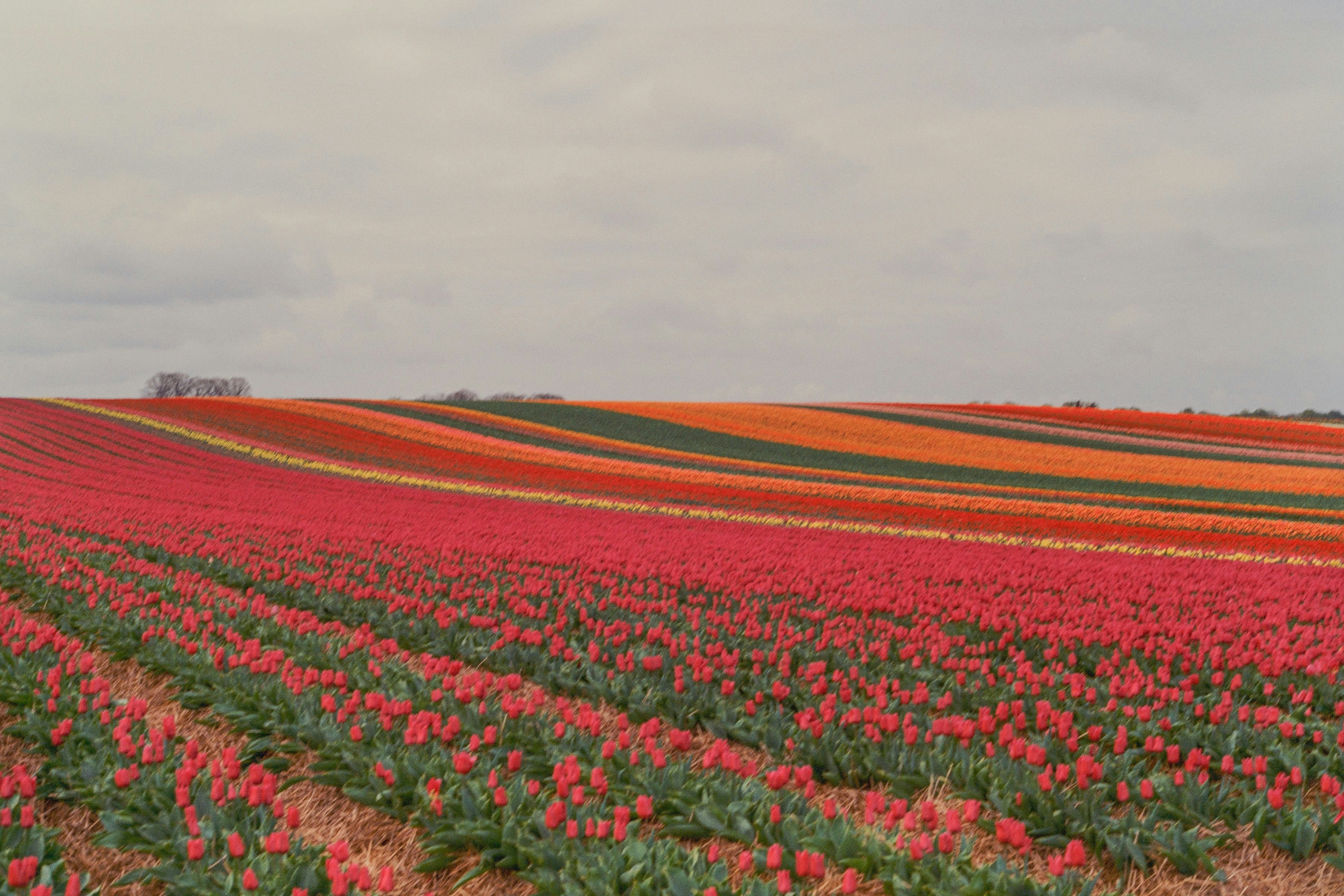 Reihen bunter Tulpen erstrecken sich über sanfte Hügel.