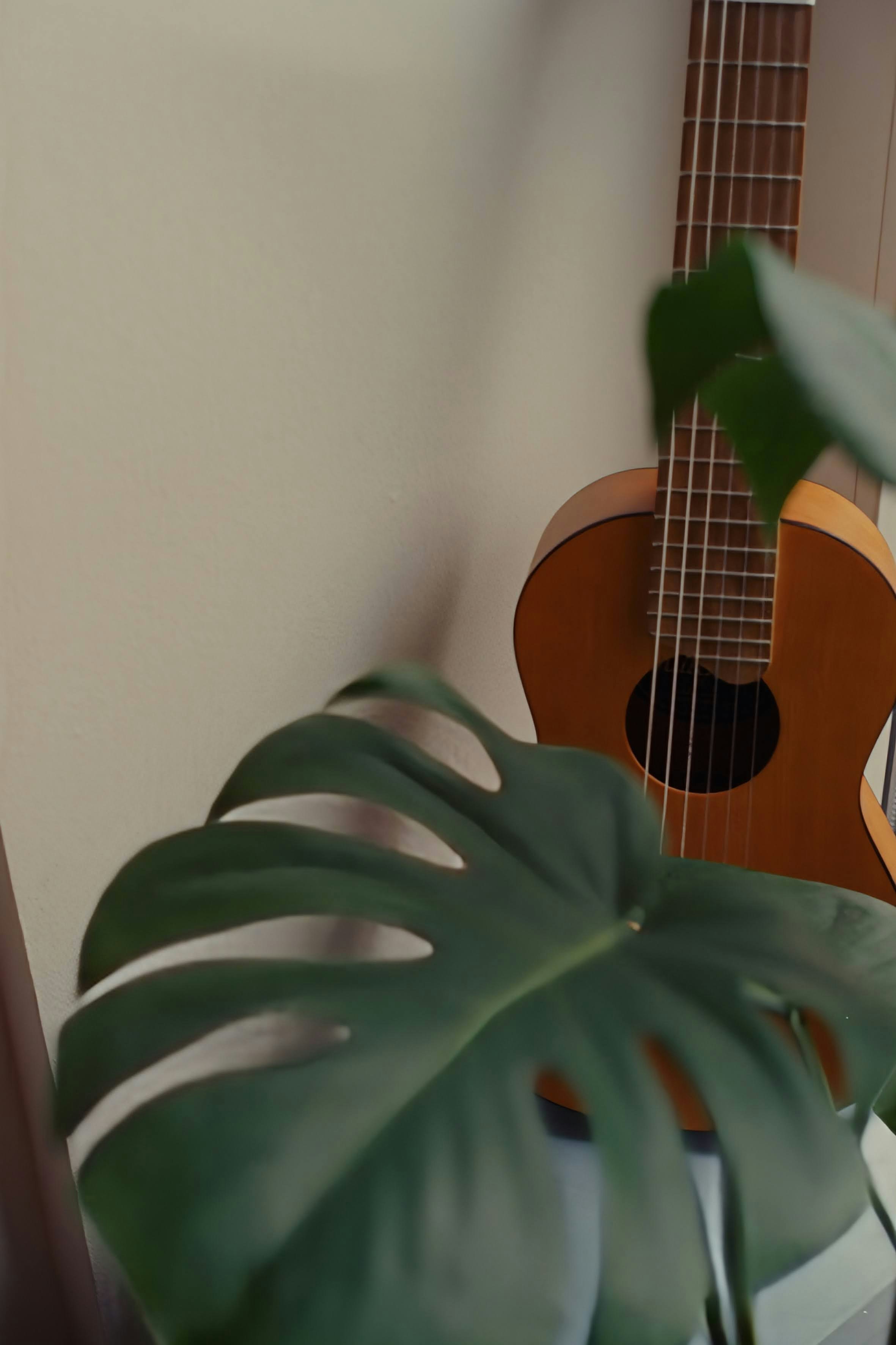 Akustikgitarre und Monstera-Anlage drinnen