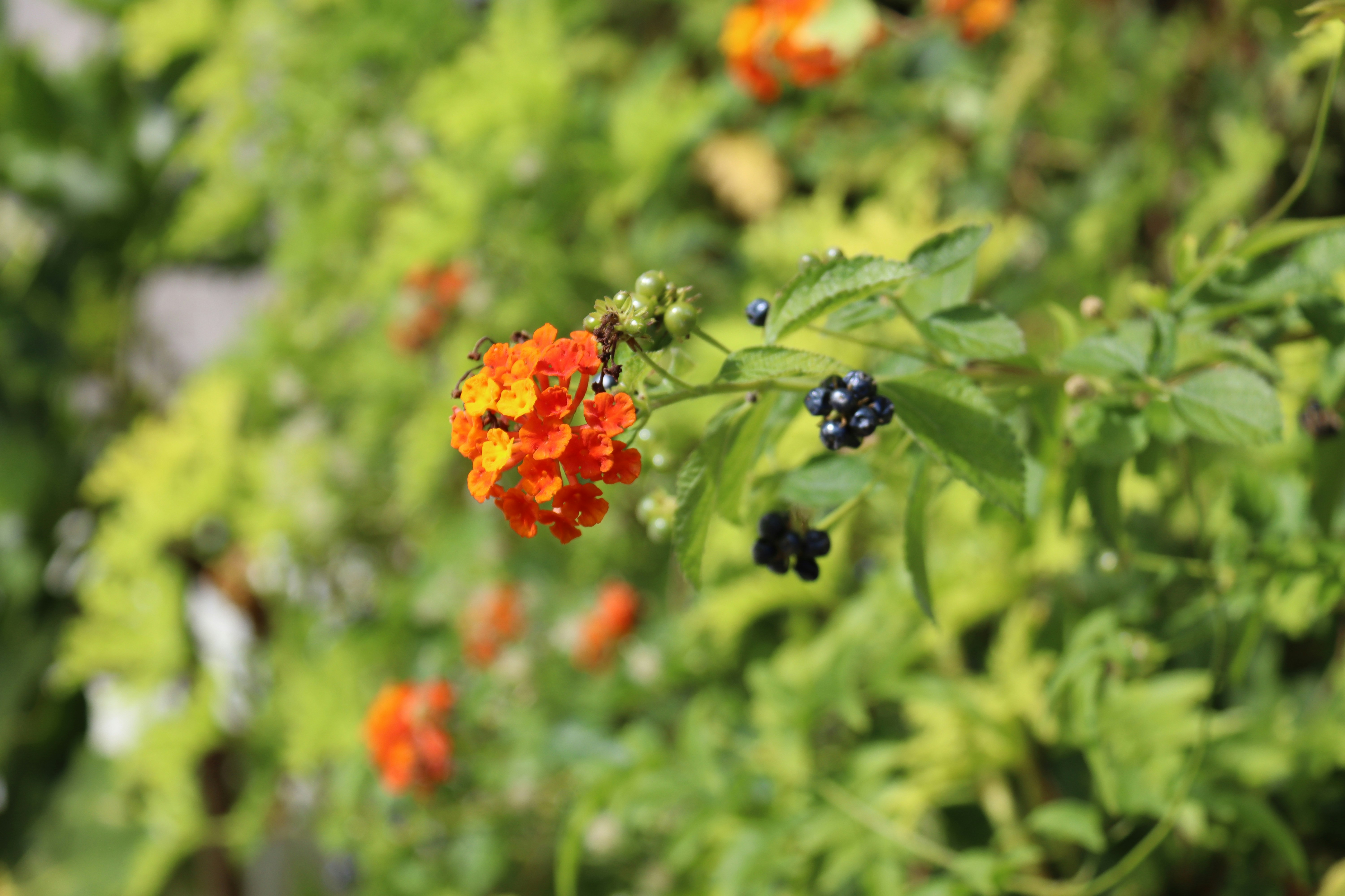 Racimos de pequeñas flores naranjas con bayas oscuras.