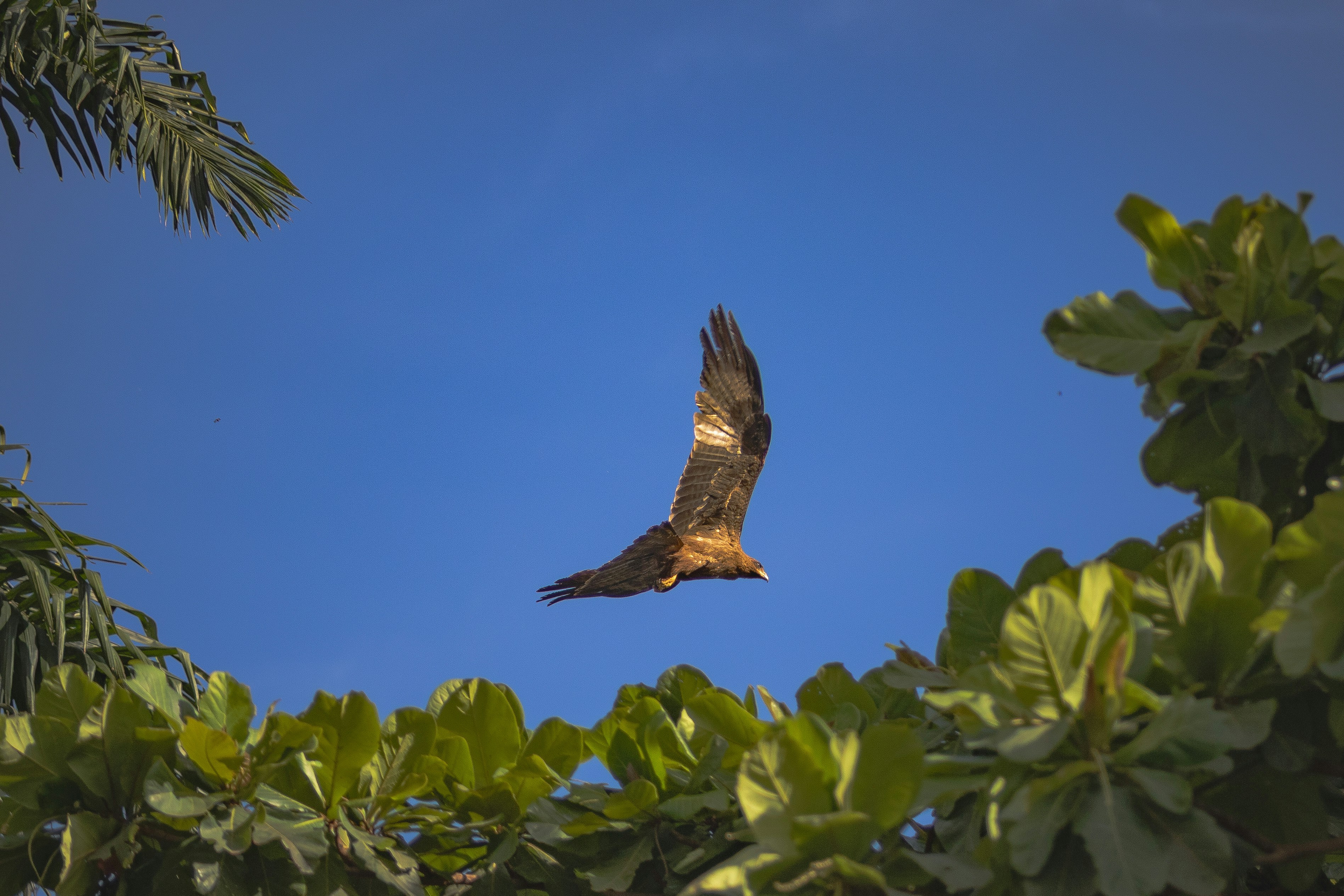 Un falco vola attraverso un cielo azzurro limpido.