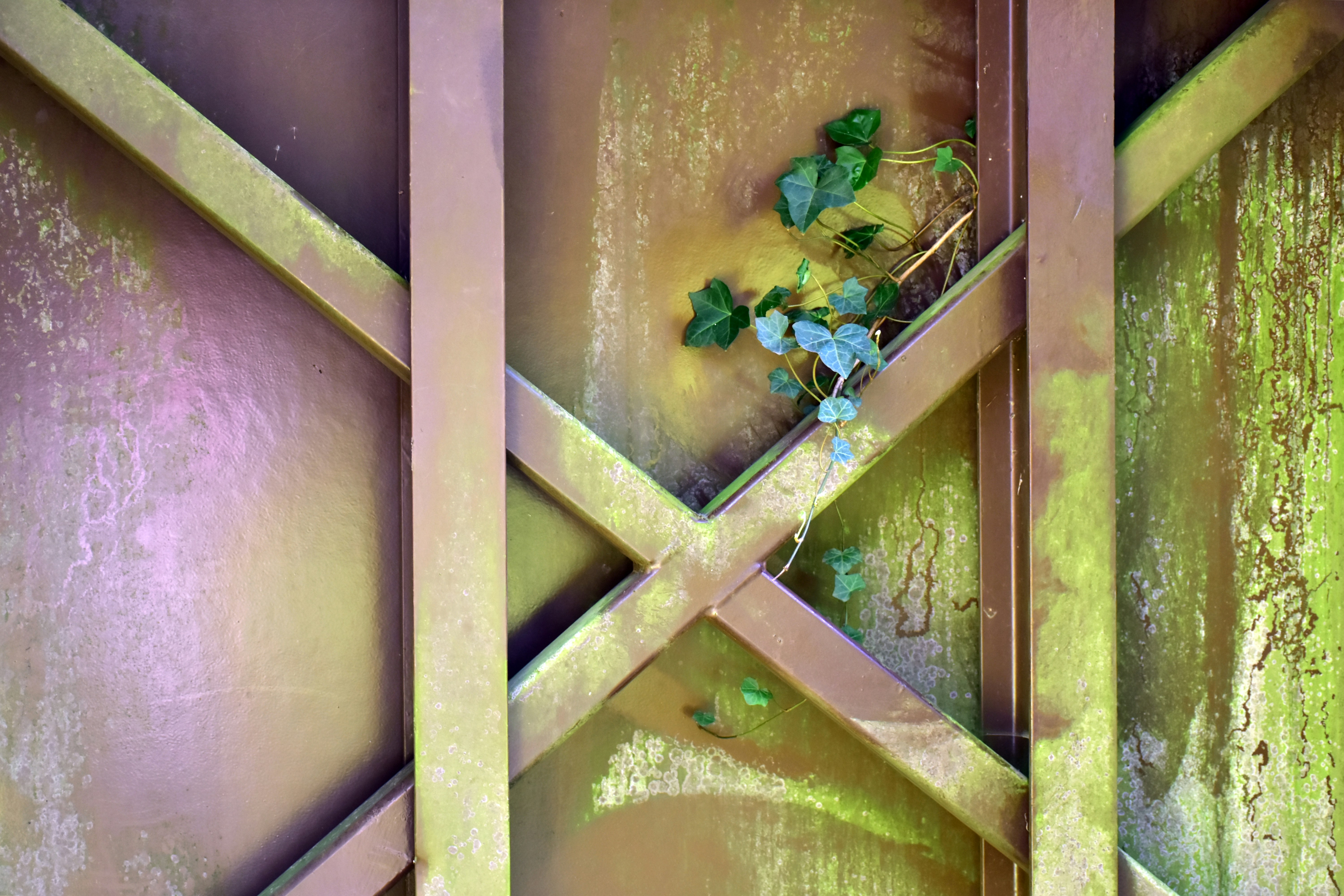 Green vines growing on a weathered metal gate.