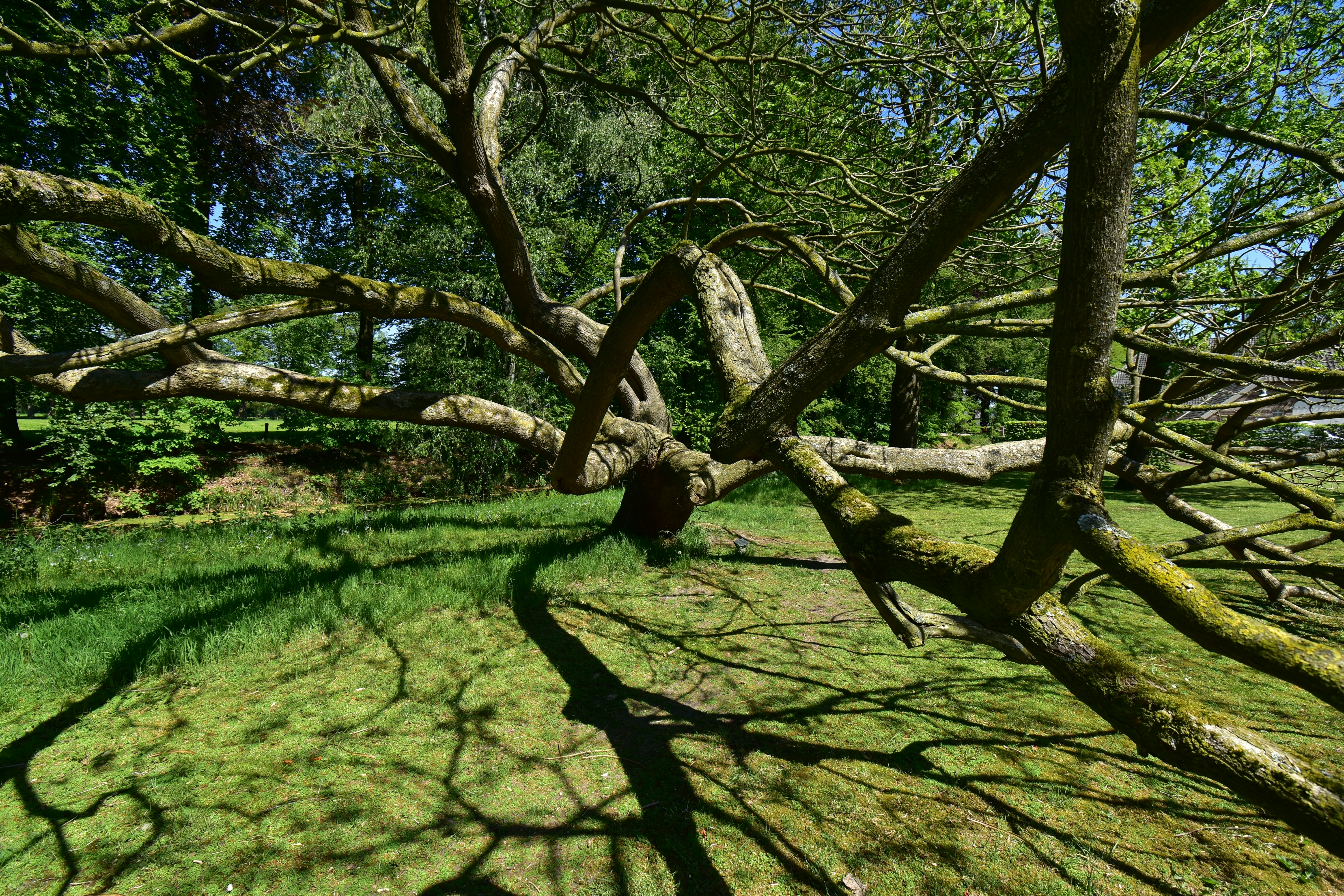 Twisted tree branches casting shadows on green grass