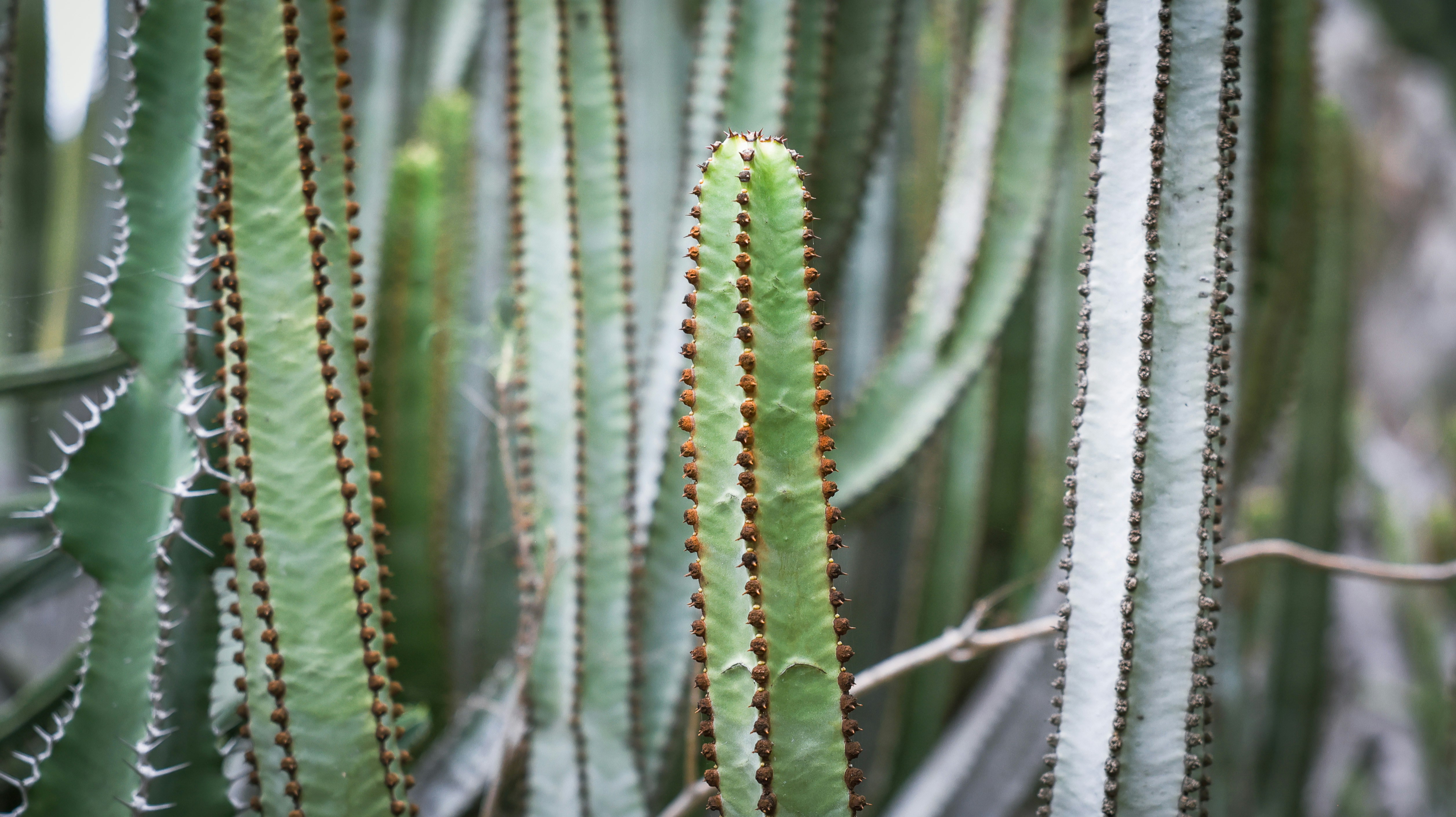 Photo by atefepirzade