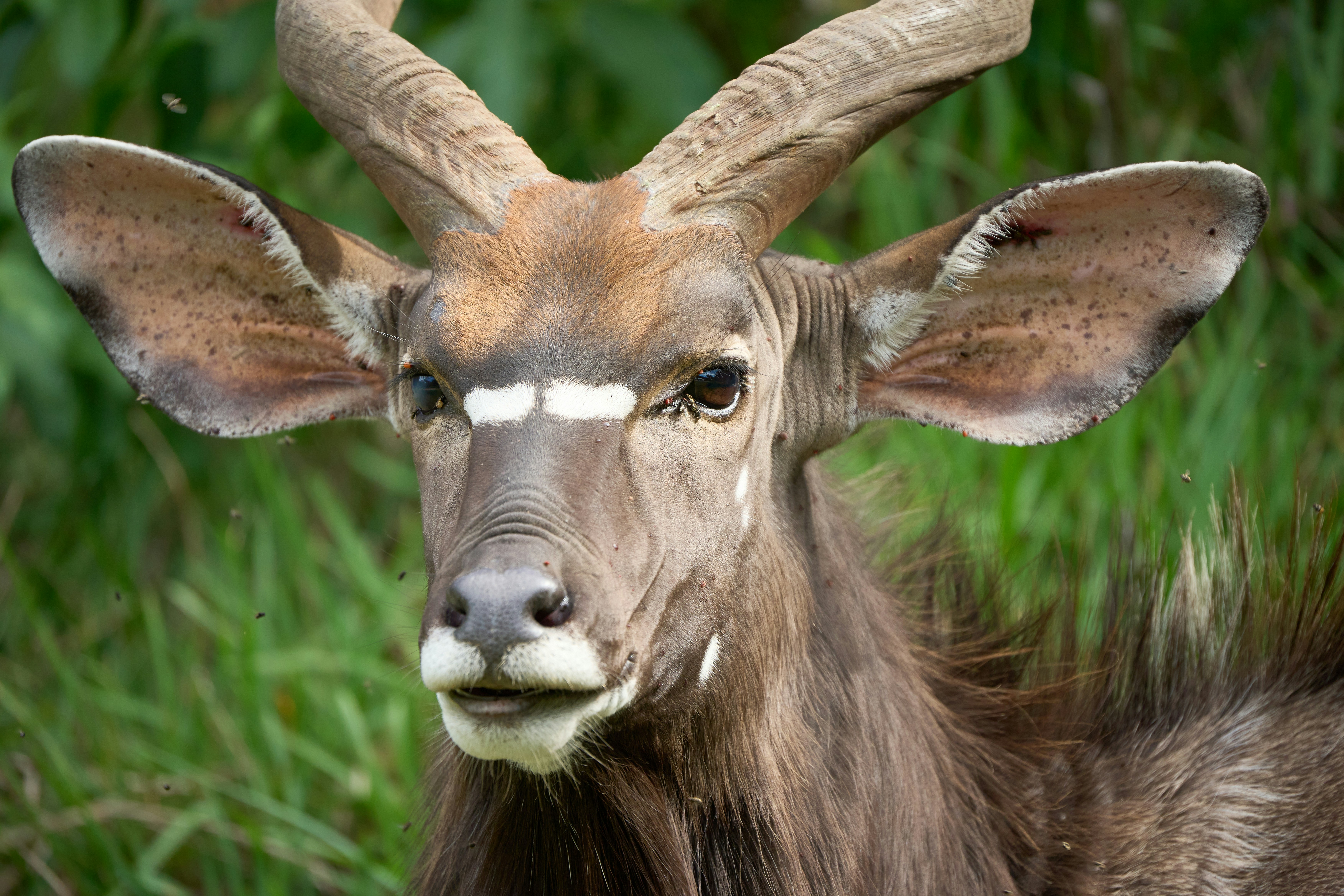 Close-up kijang nyala jantan dengan tanduk besar.