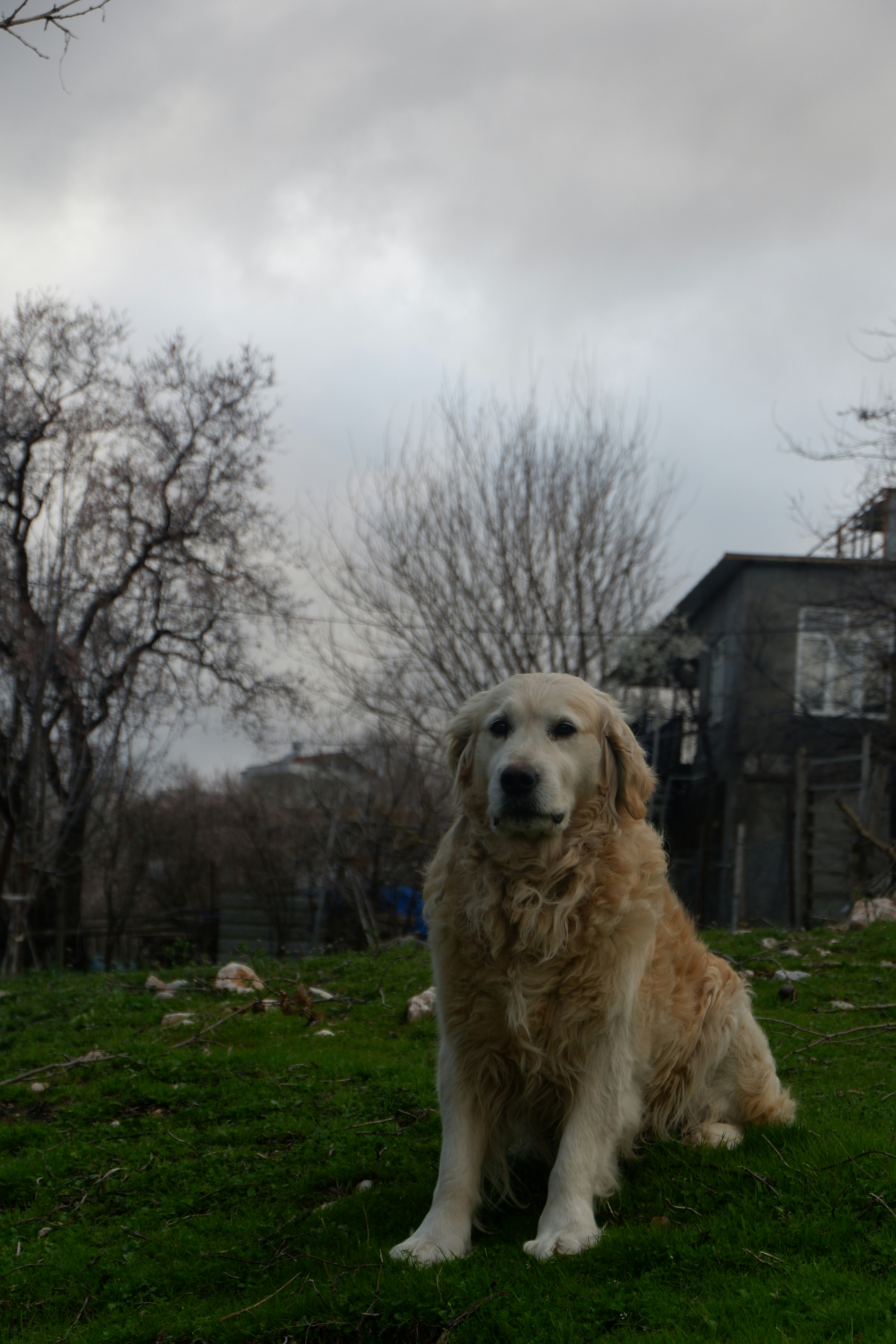 A golden retriever sits in a grassy field.
