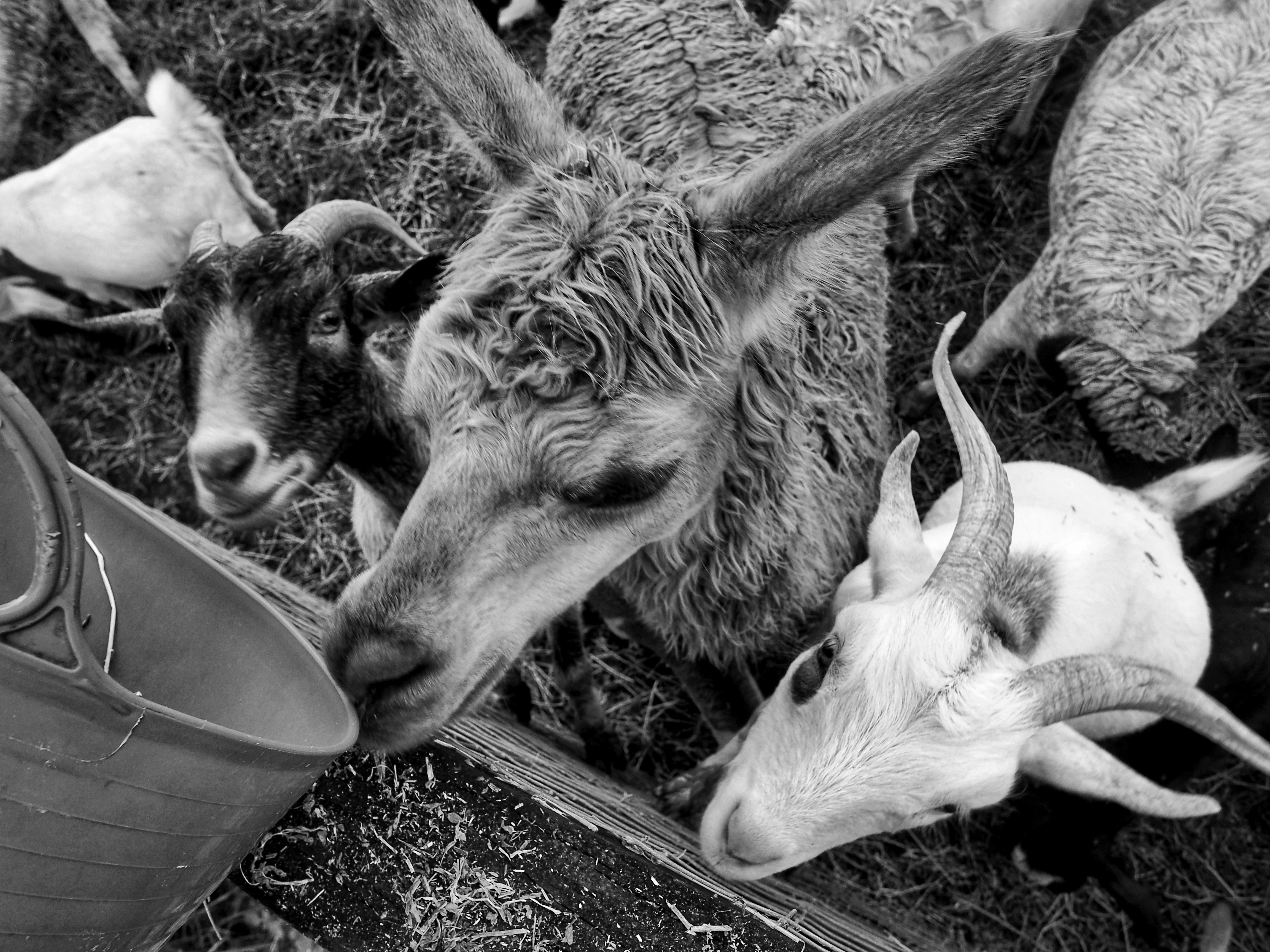 Several farm animals gather around a feeding trough.