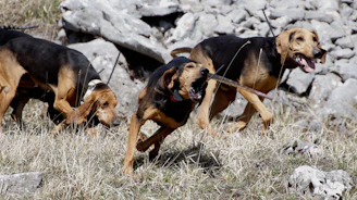 Three hunting dogs running through rocky terrain