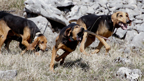 Three hunting dogs running through rocky terrain