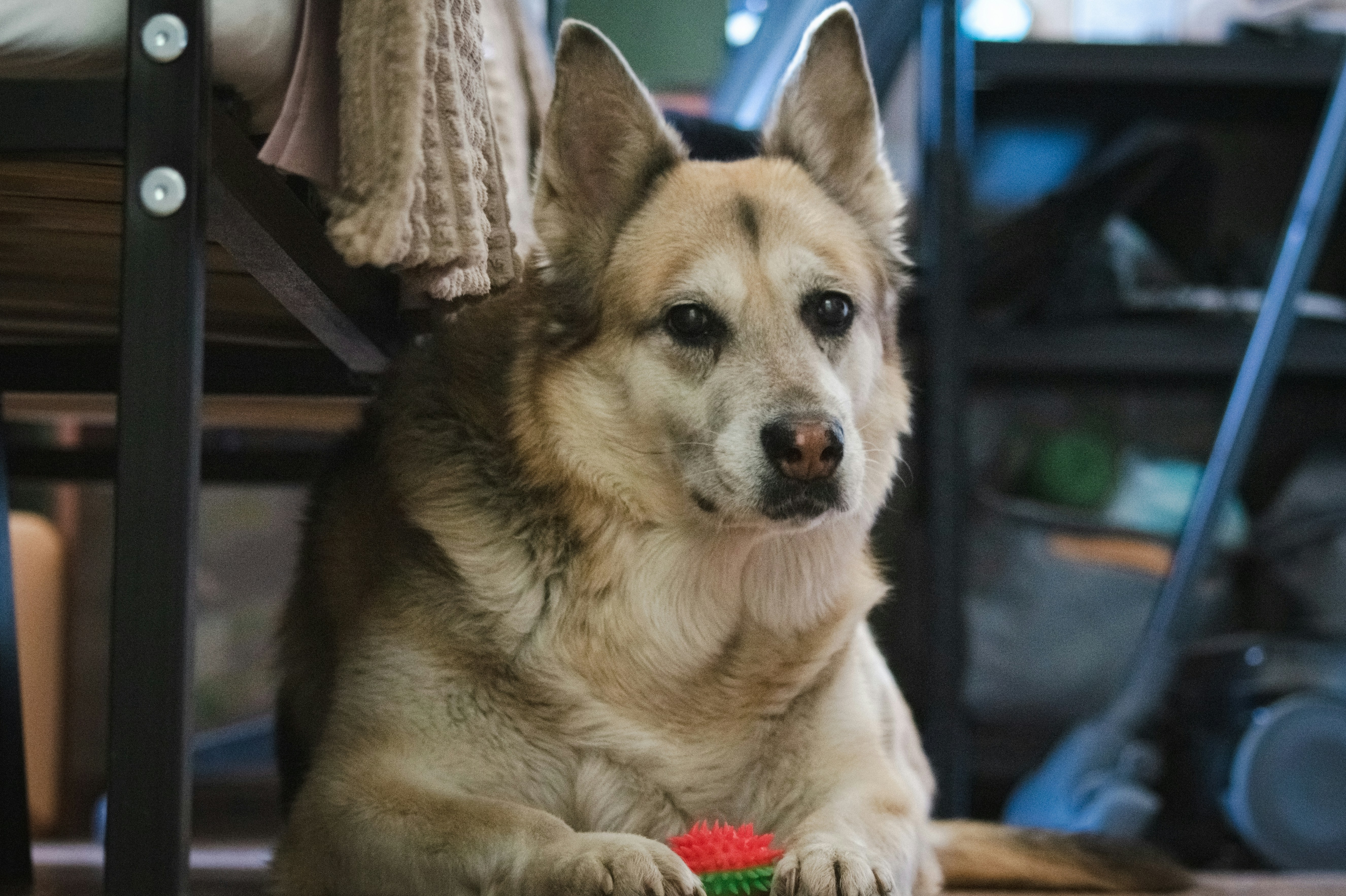 Spotlight on Senior Pets: Tailored Care Tips for Aging Companions