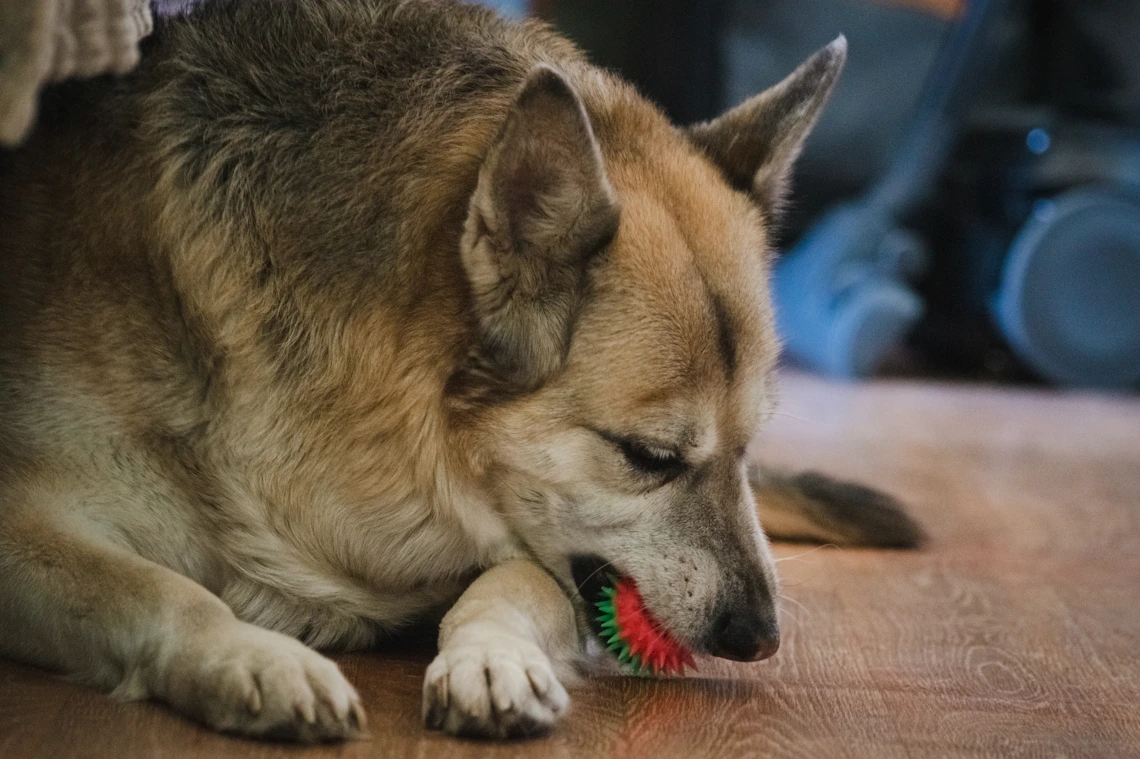 Real dog engaging with a colorful enrichment toy indoors