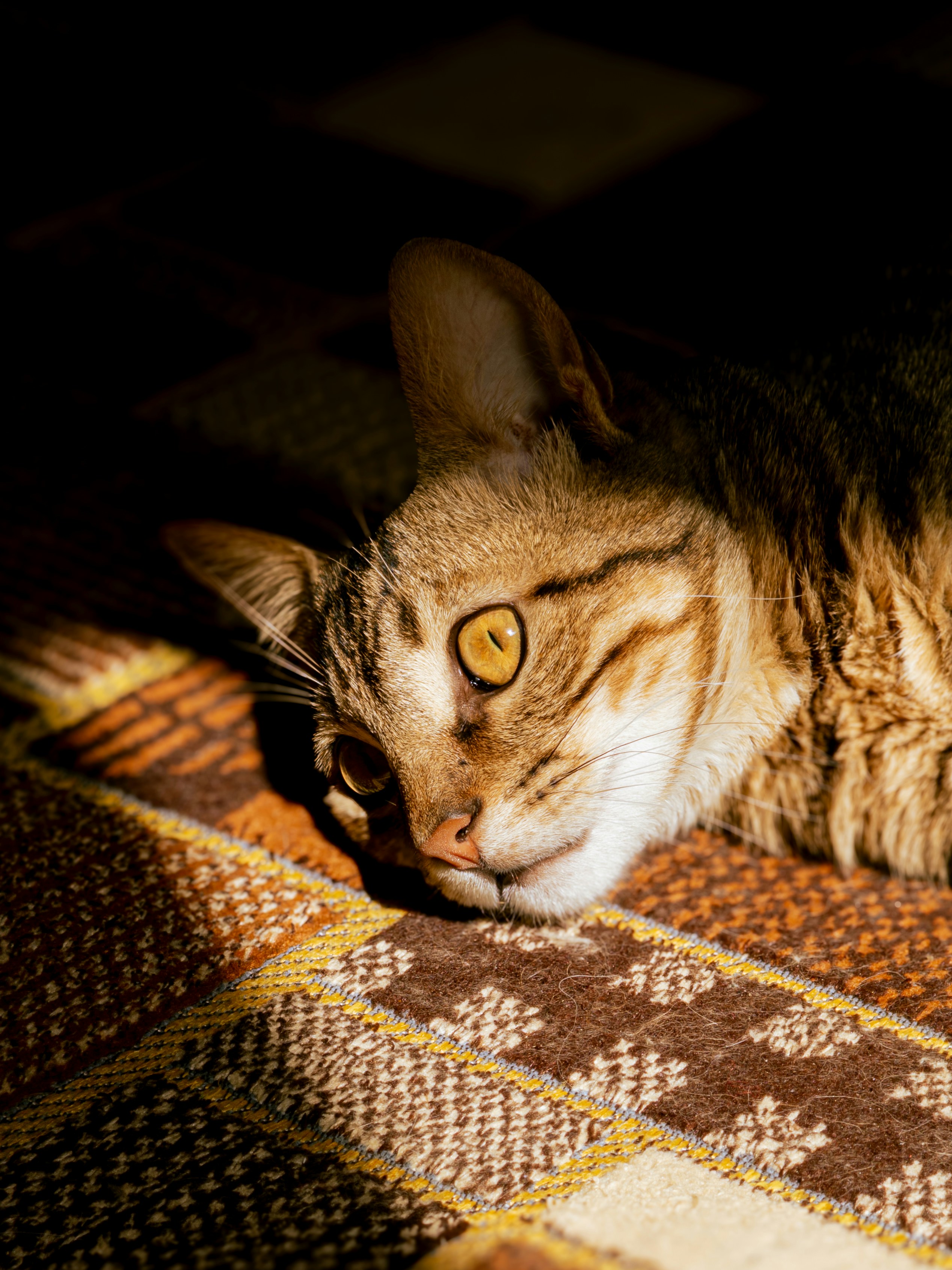 A tabby cat rests on a patterned blanket in sunlight.
