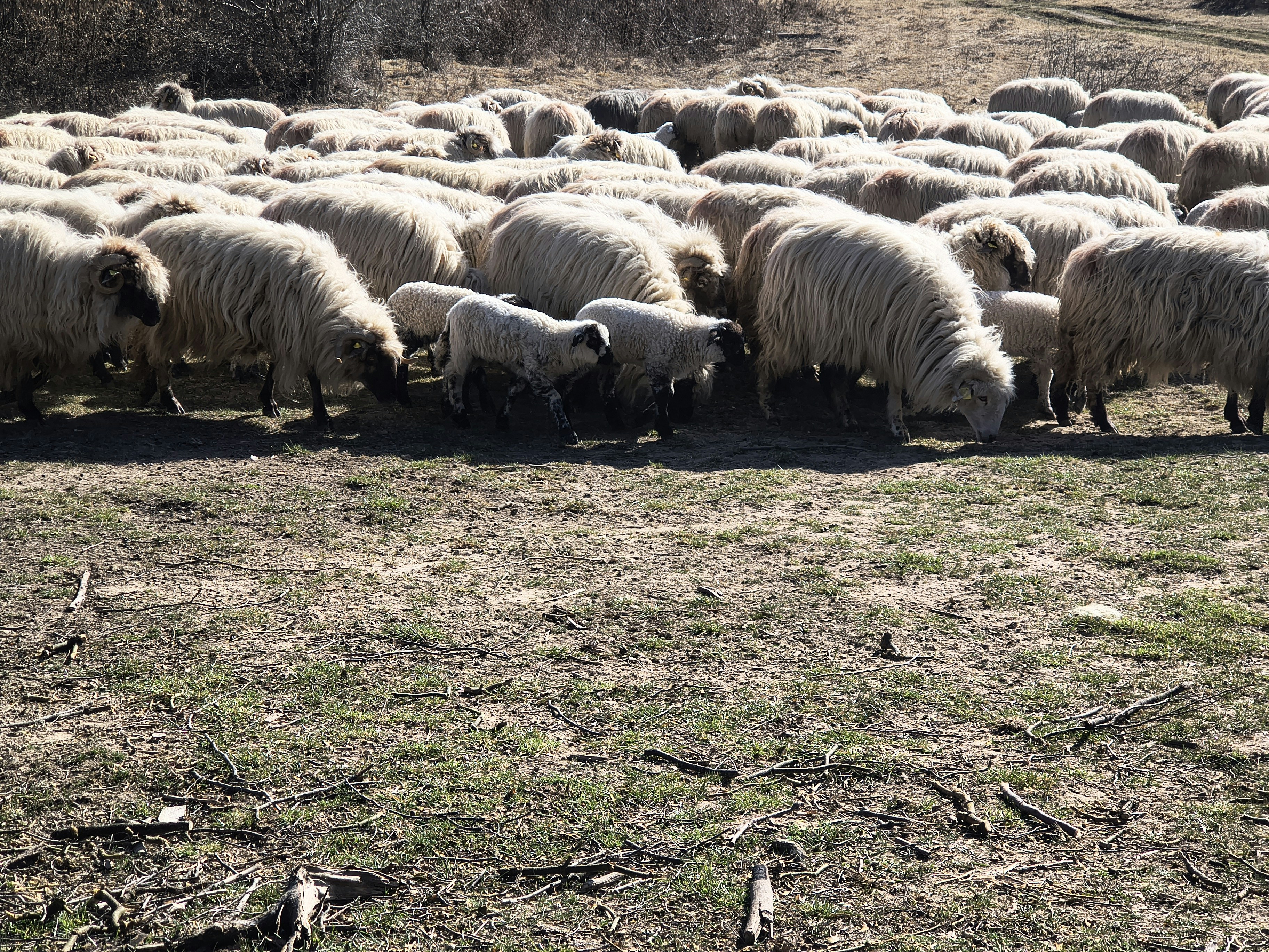 Eine Schafherde graste auf einem trockenen, grasbewachsenen Feld.