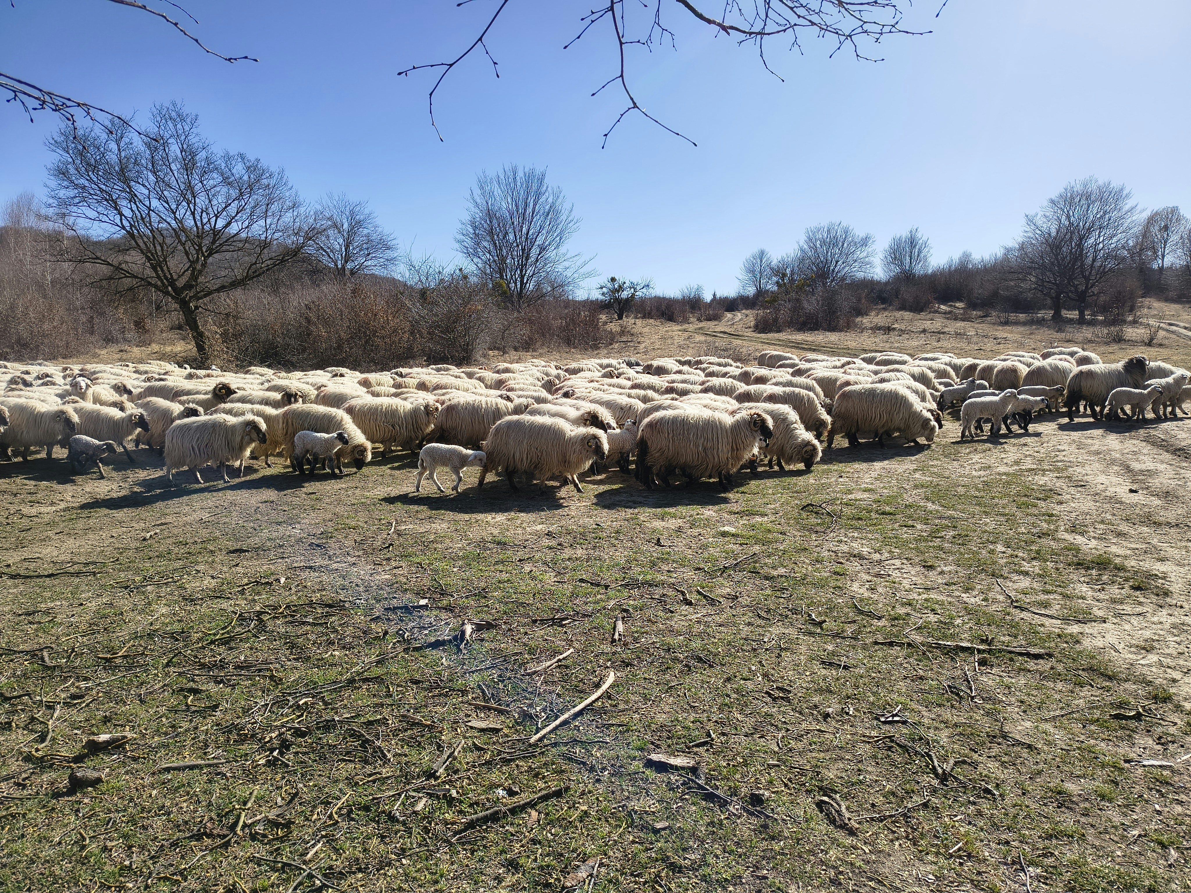 Eine Schafherde, die auf einem trockenen, grasbewachsenen Feld grast.