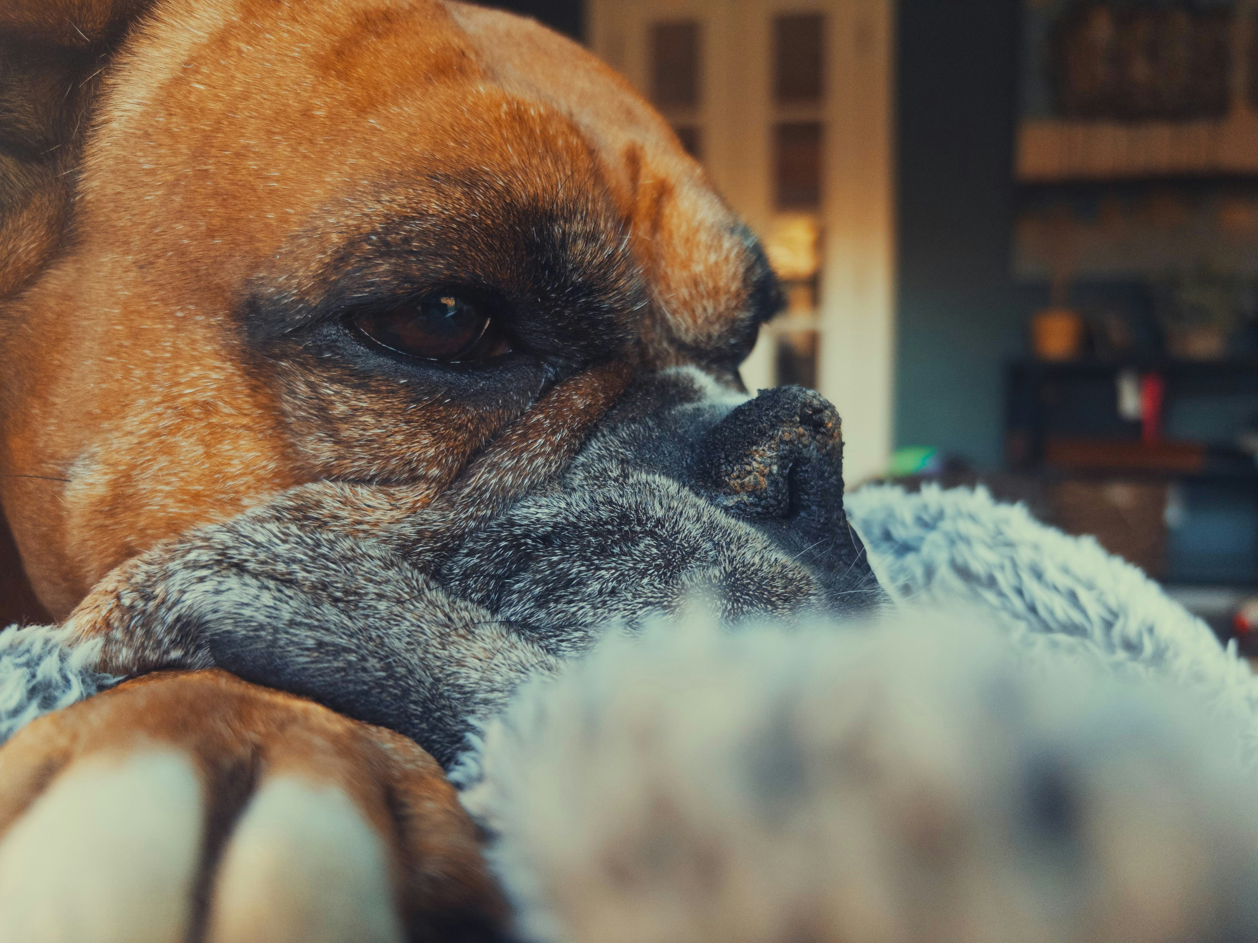 A boxer dog rests its head on a fluffy blanket.
