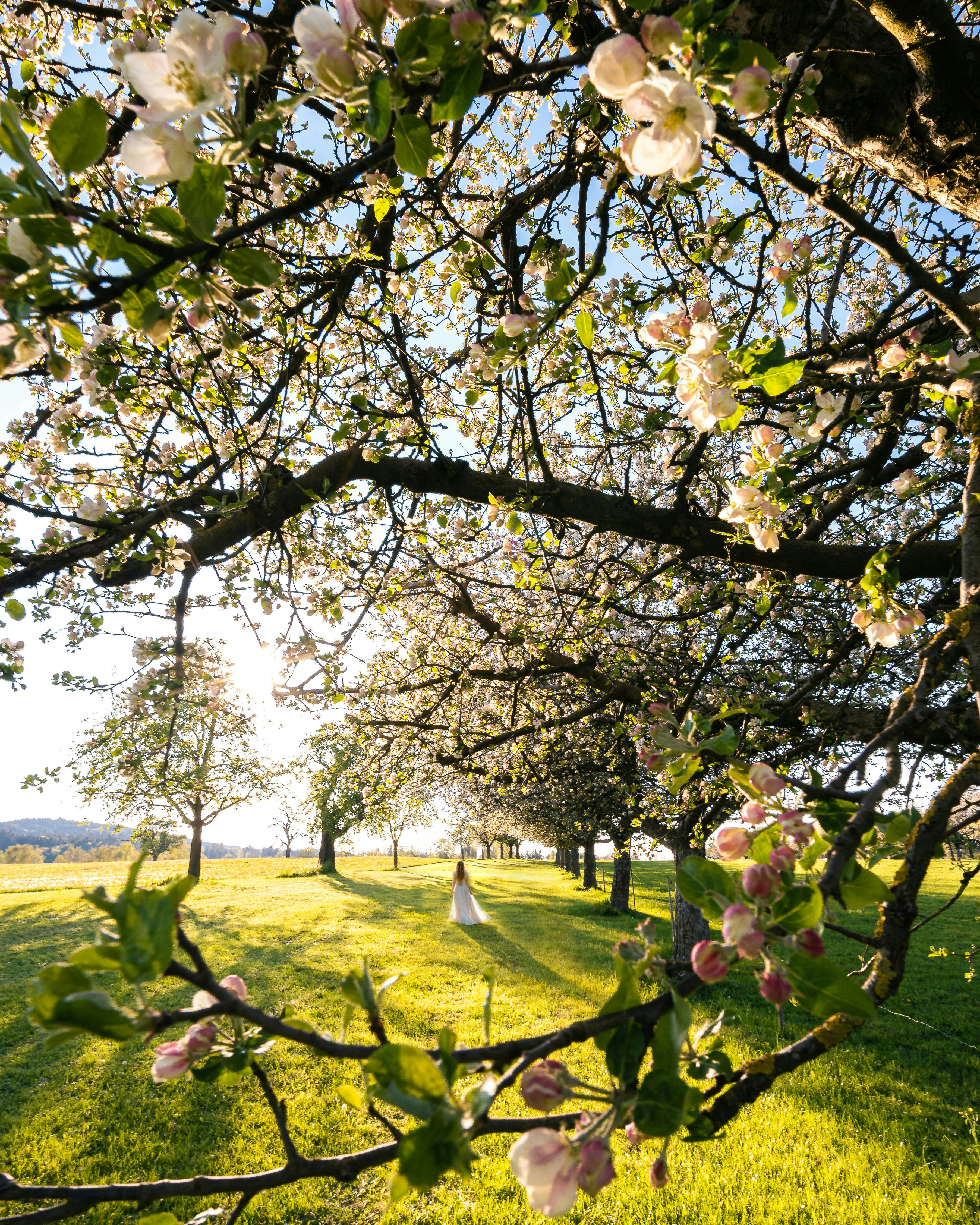 Blühende Apfelbäume auf einem sonnenbeschienenen Grasfeld.