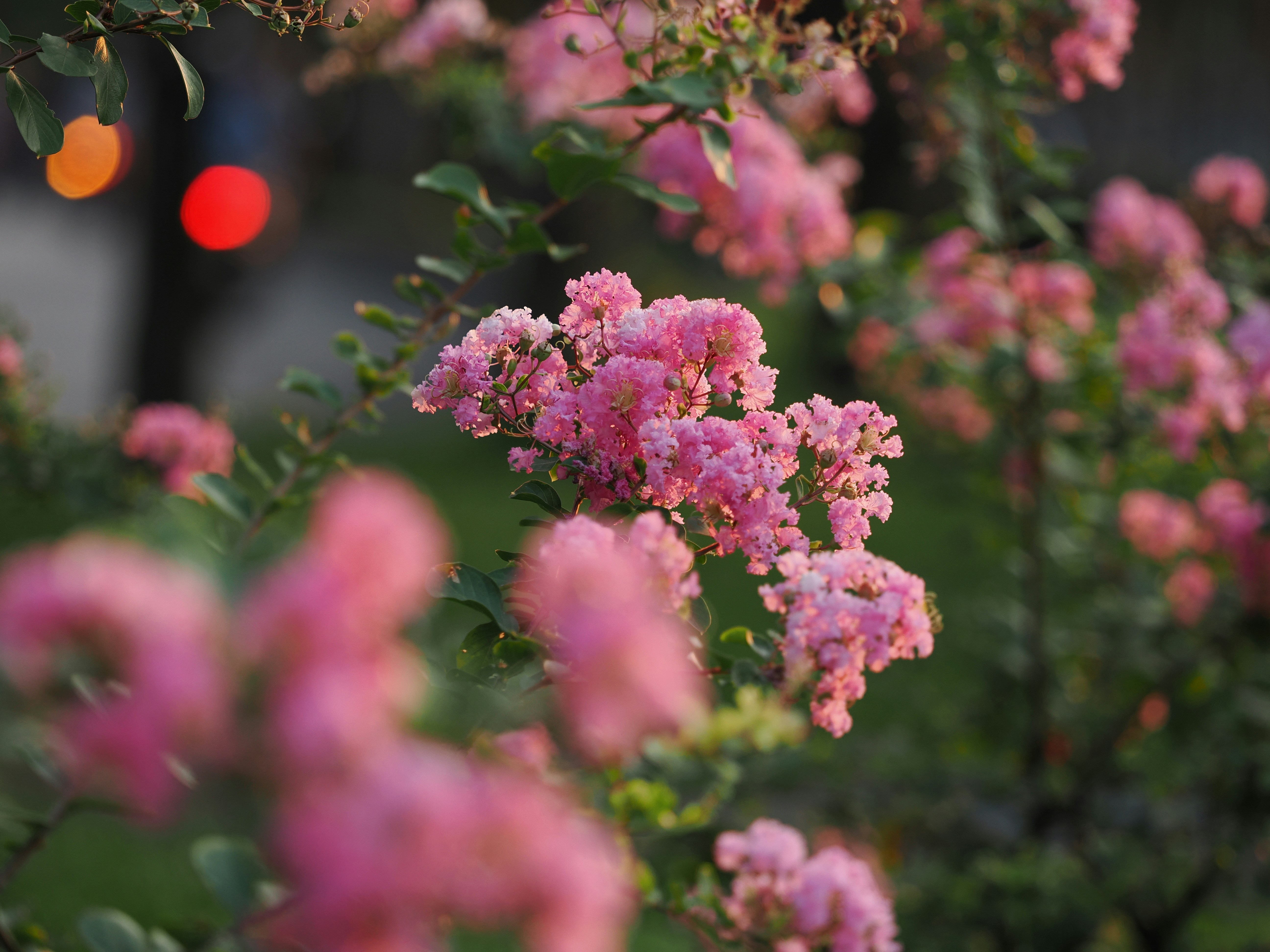 Photo by liliantruong2603