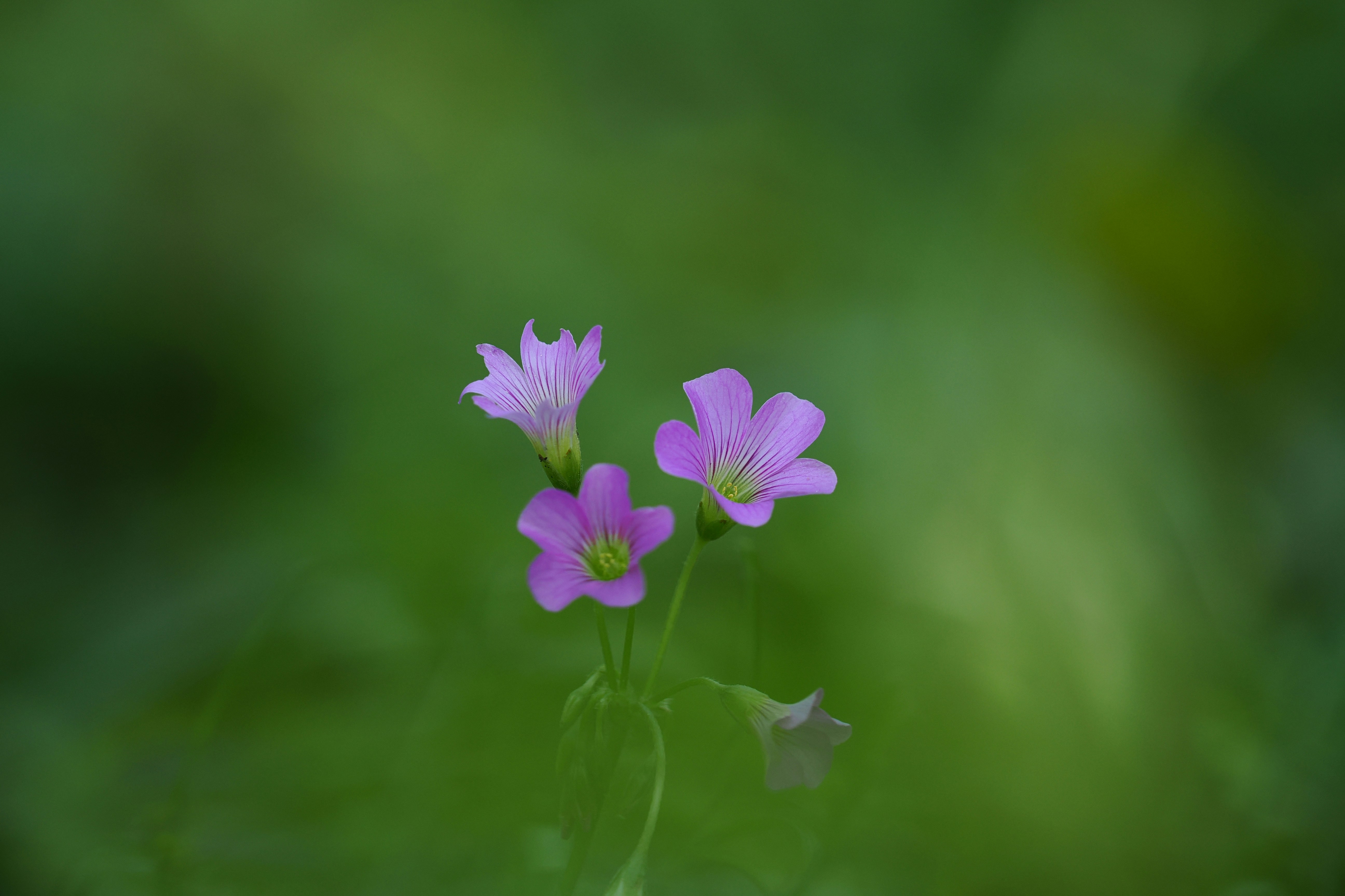 Photo by liliantruong2603