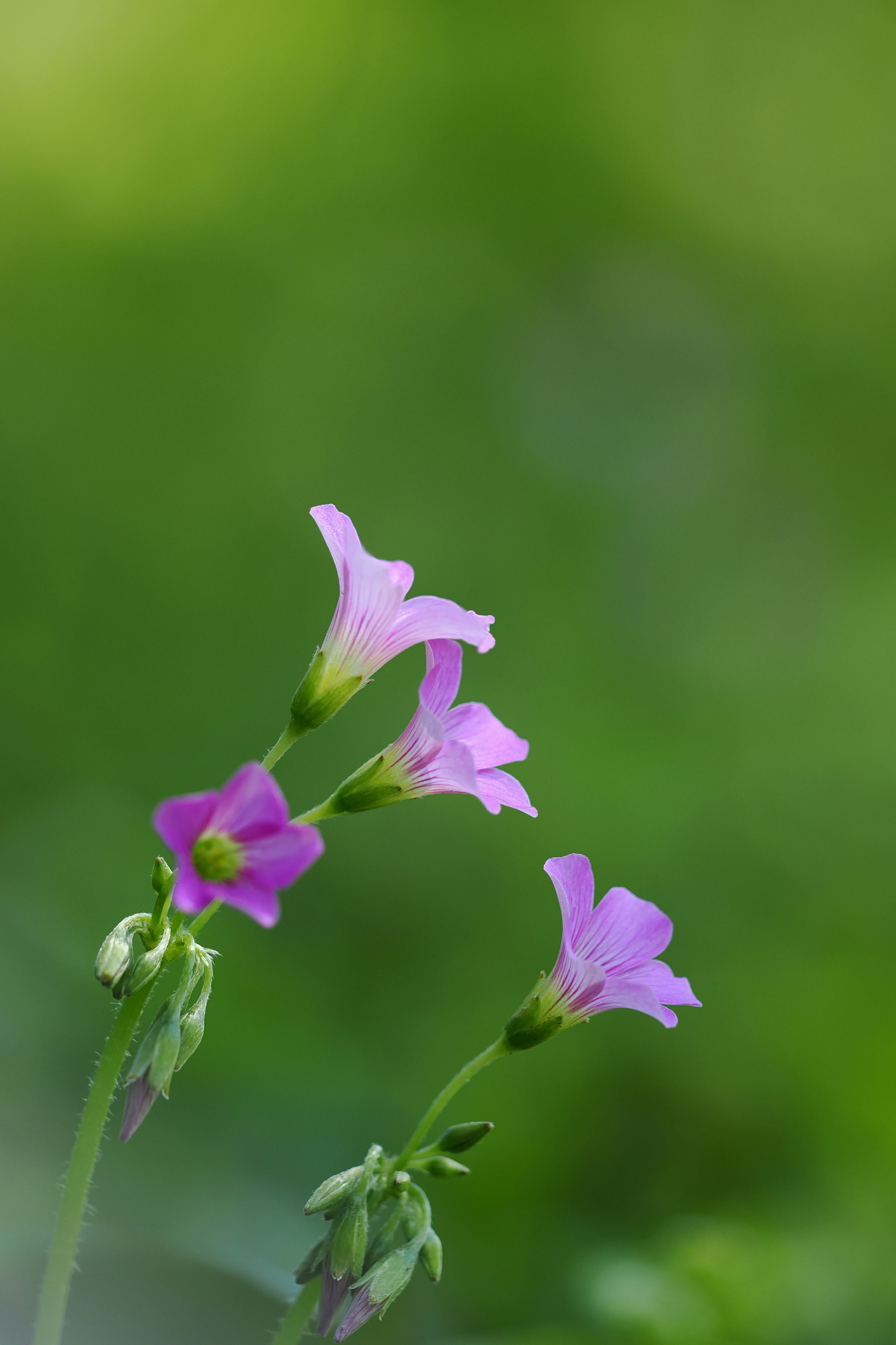 Photo by liliantruong2603