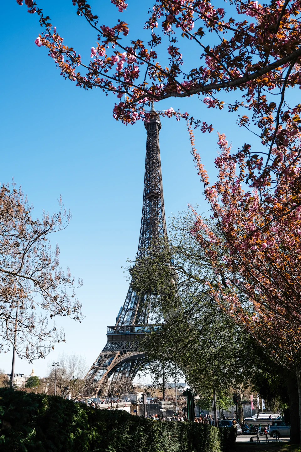 The Eiffel Tower framed by pink cherry blossom branches in full bloom against a clear blue Paris sky