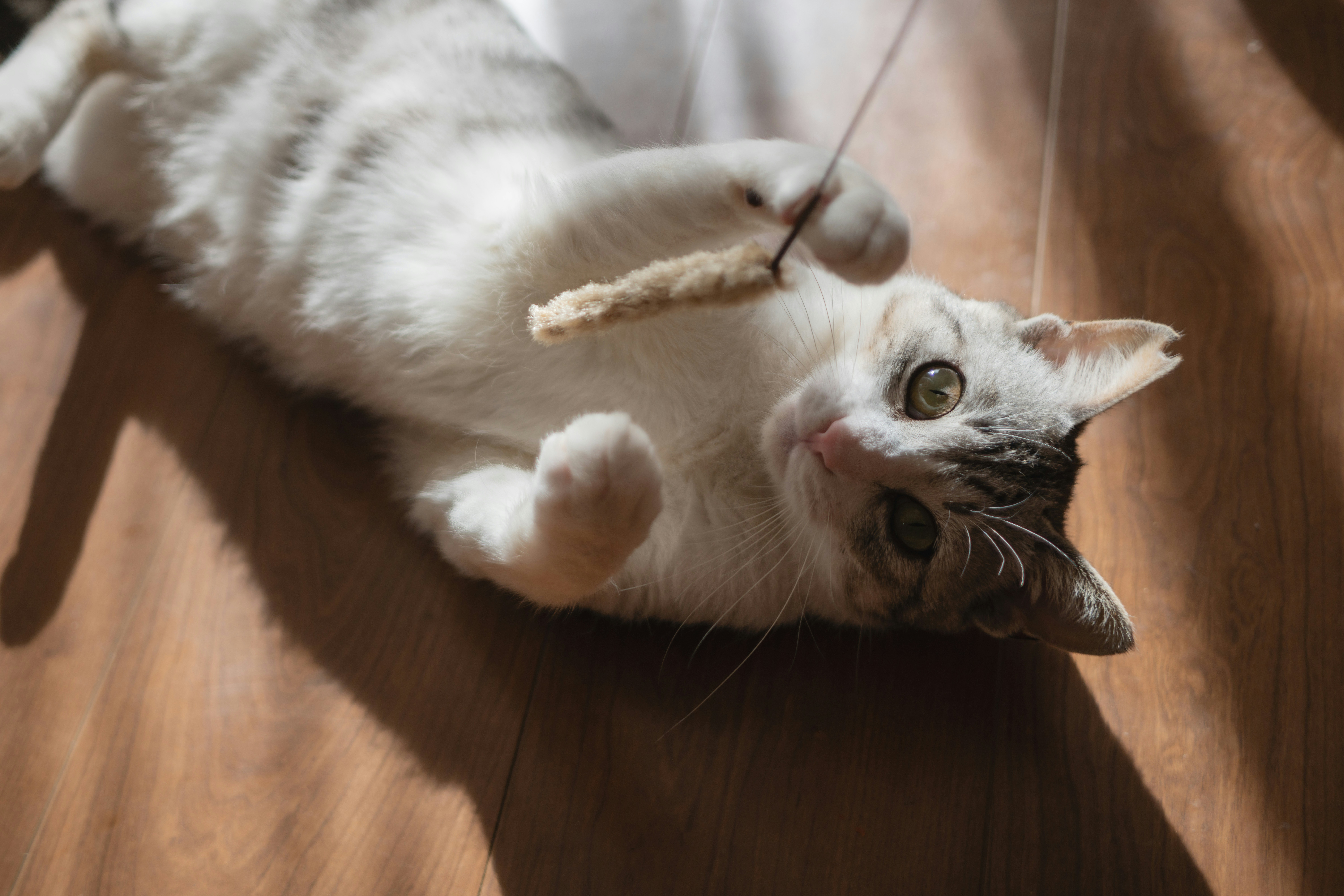 A playful cat lies on its back, batting a toy.