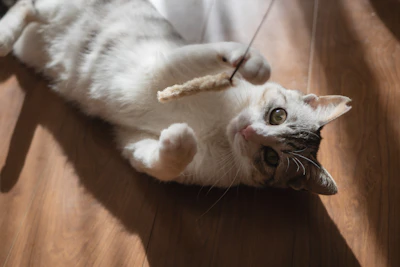 A playful cat lies on its back, batting a toy.