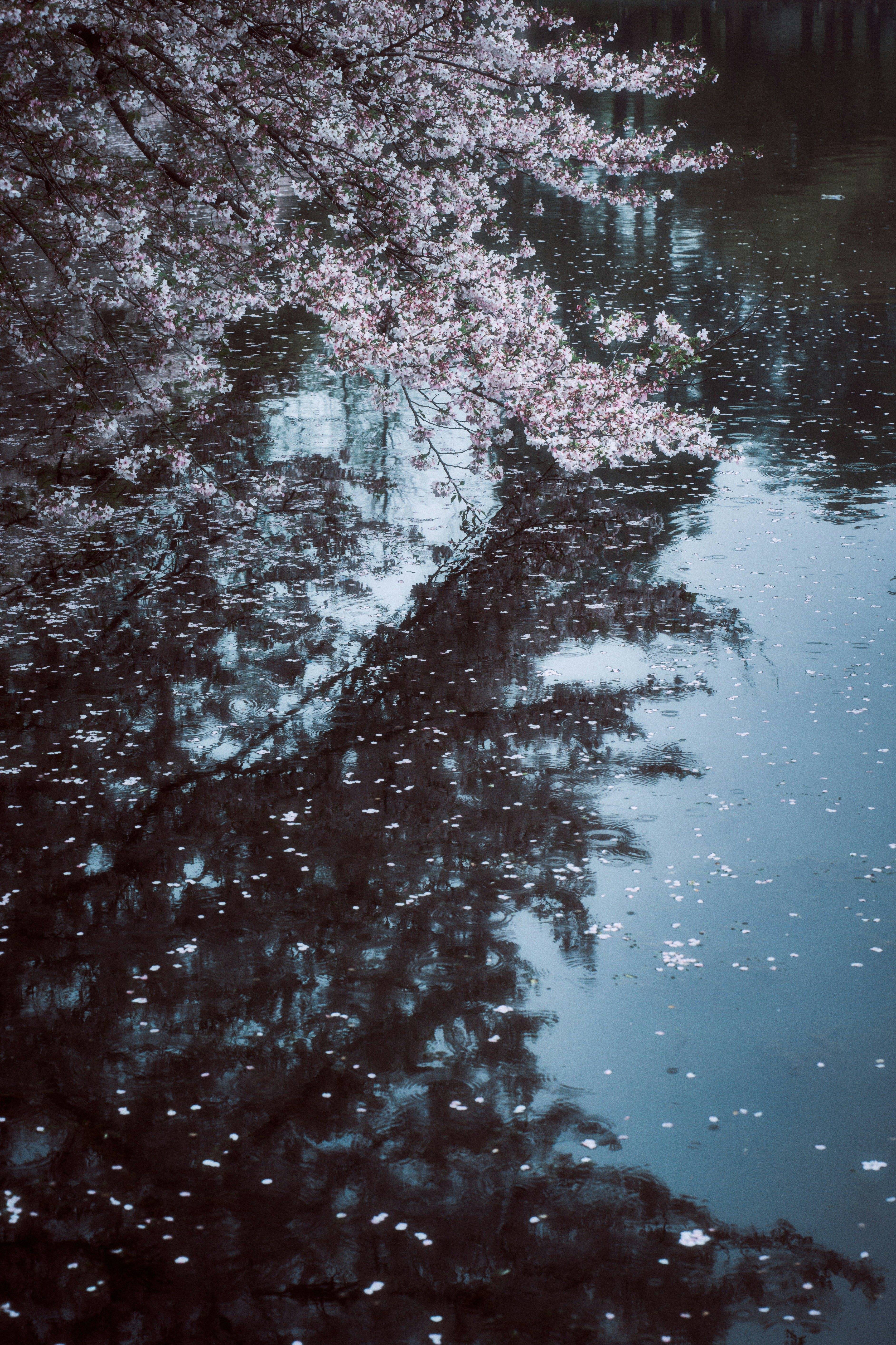 Cherry blossoms reflected in dark water with fallen petals