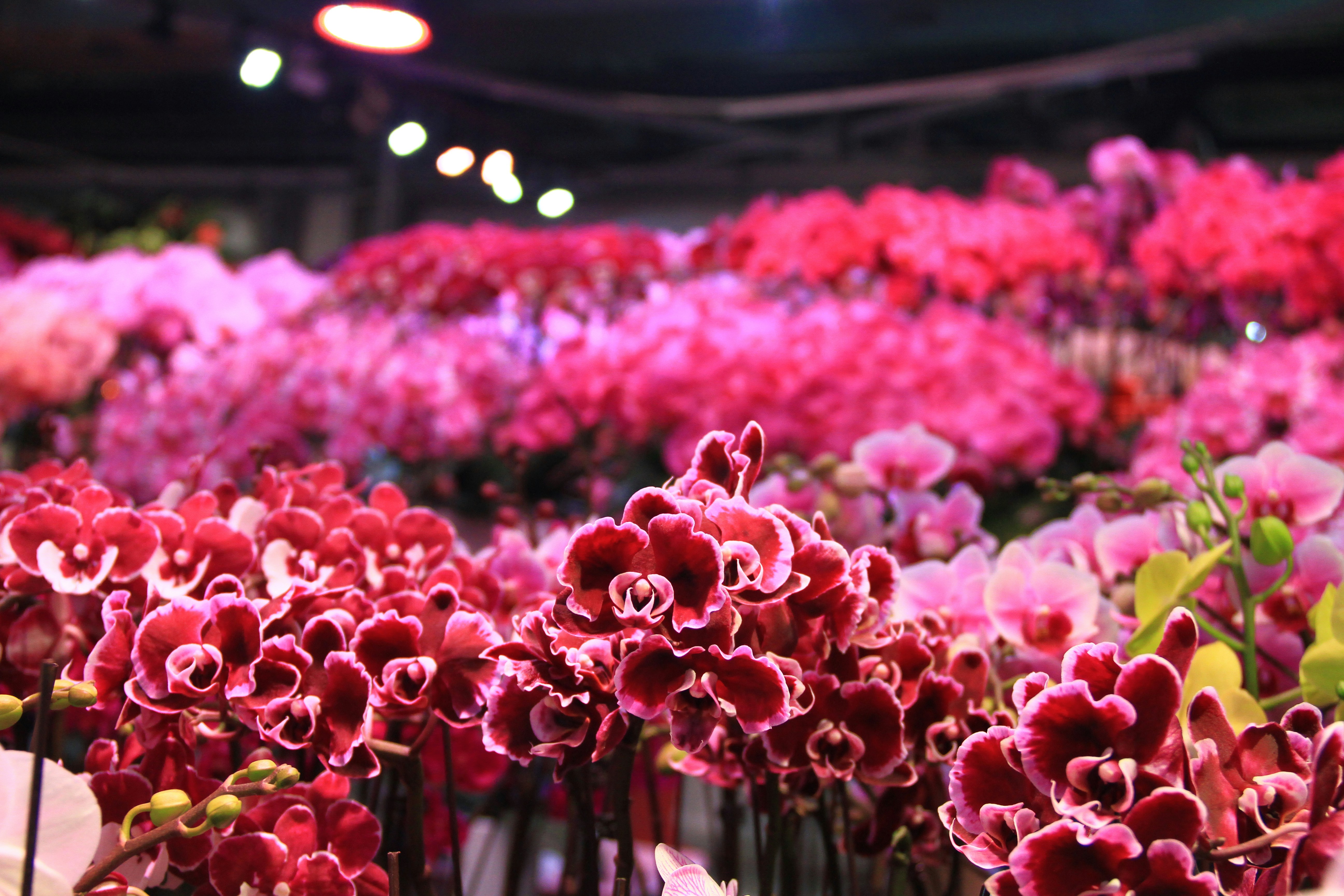 Blumenhaus mit Sinn