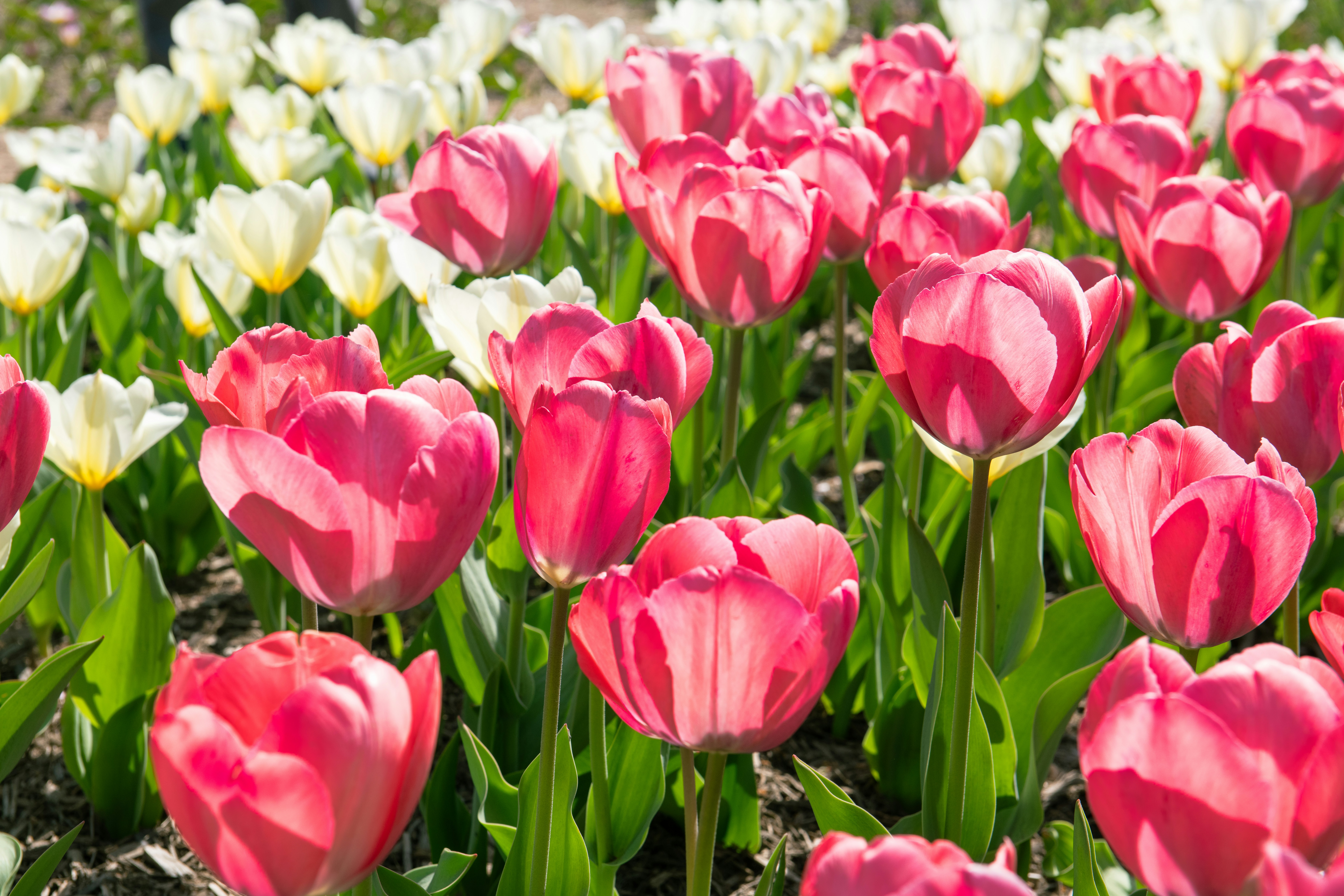 Photo by sriniunsplash