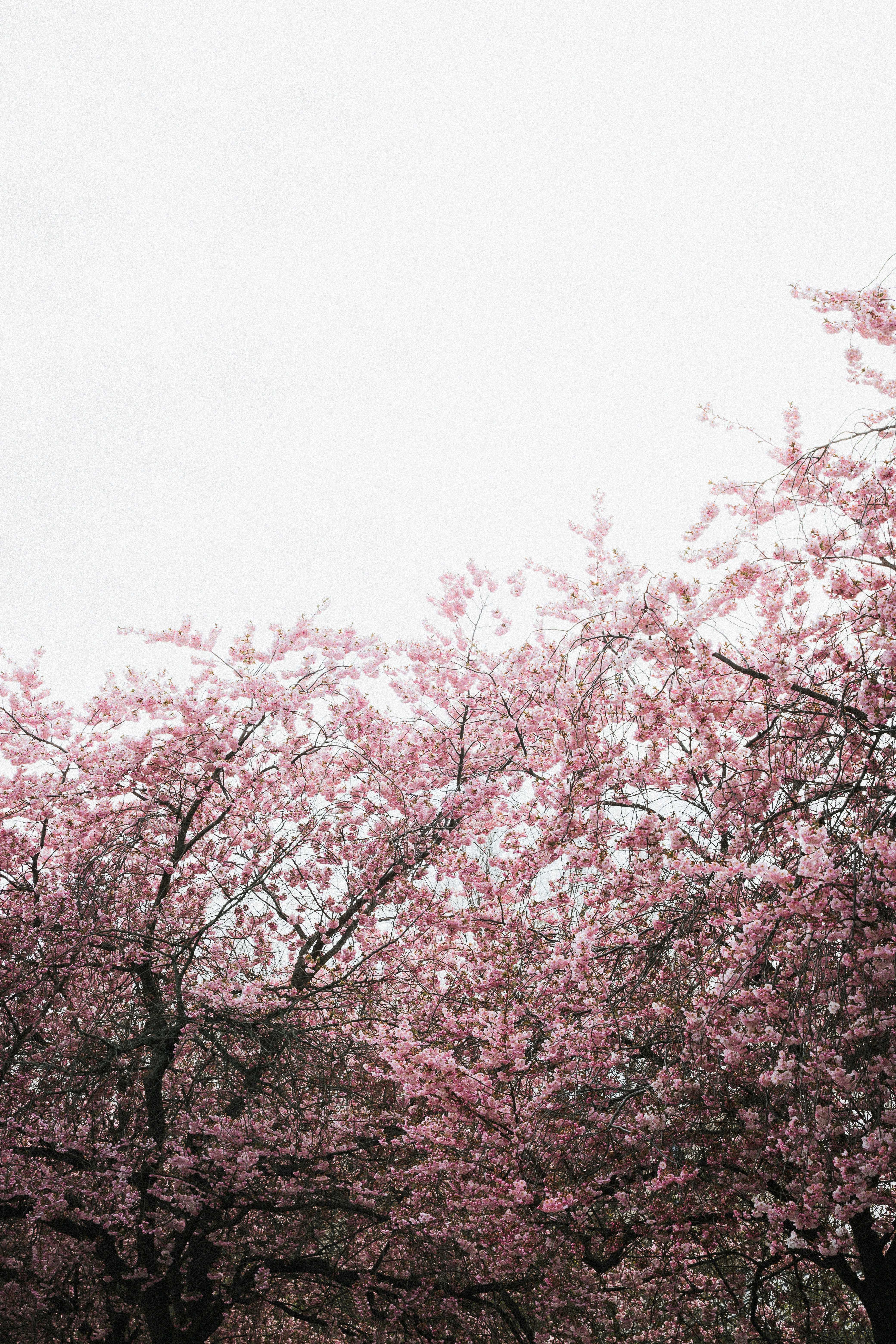 Photo by nikita_pishchugin