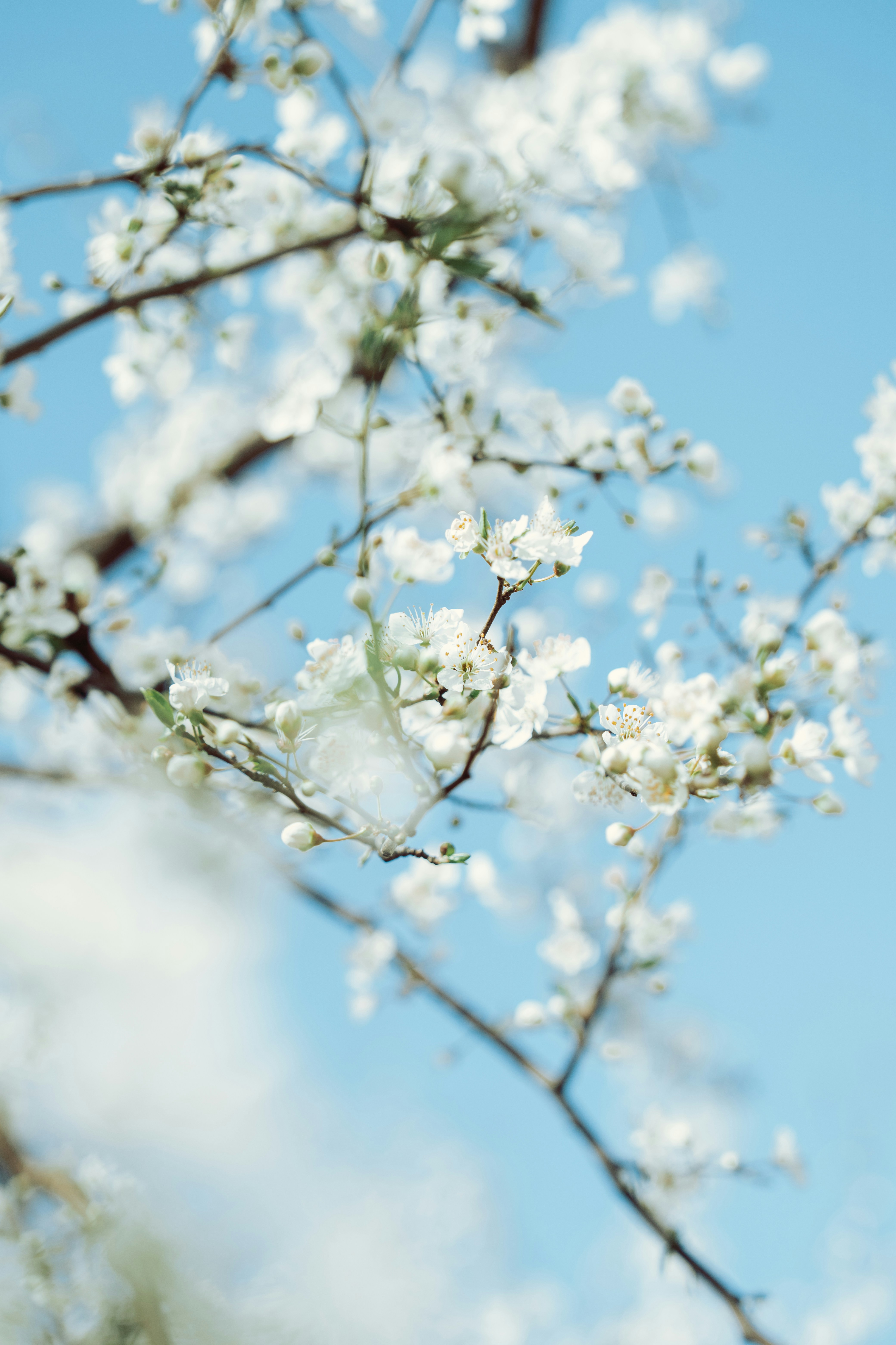 Photo by mutecevvil